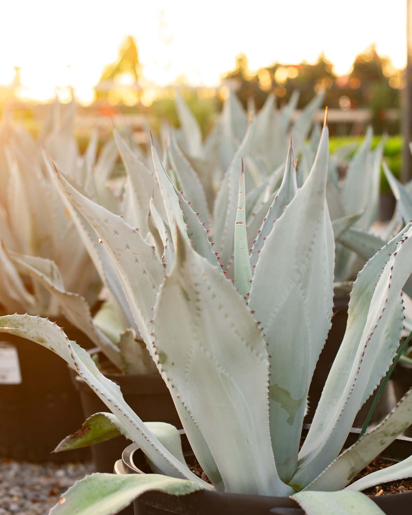 Blue Rough Leaf Agave - Image 5