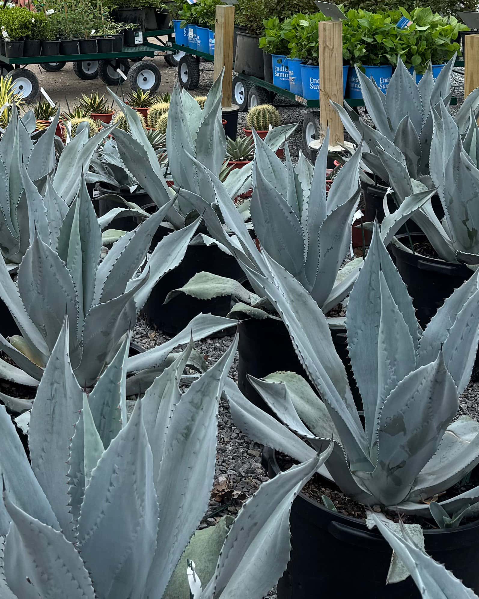 Blue Rough Leaf Agave - Image 3