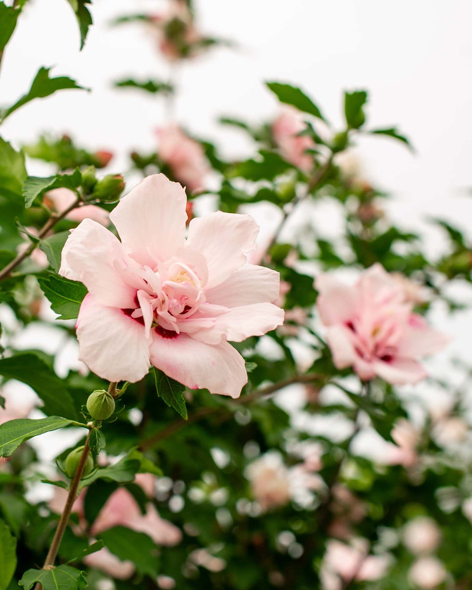 Blushing Bride Althea Tree Form - Image 1