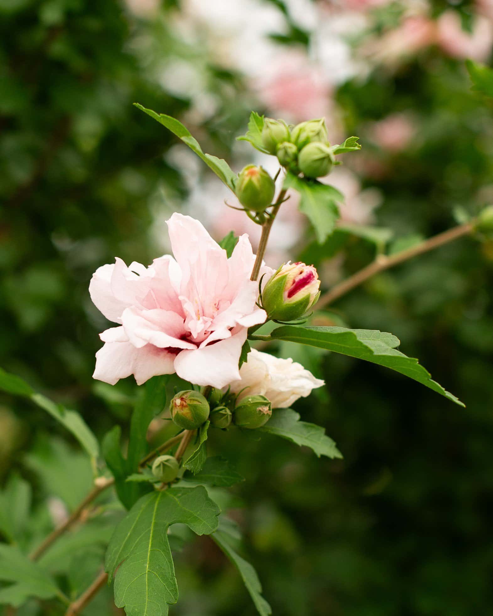 Blushing Bride Althea Tree Form - Image 2