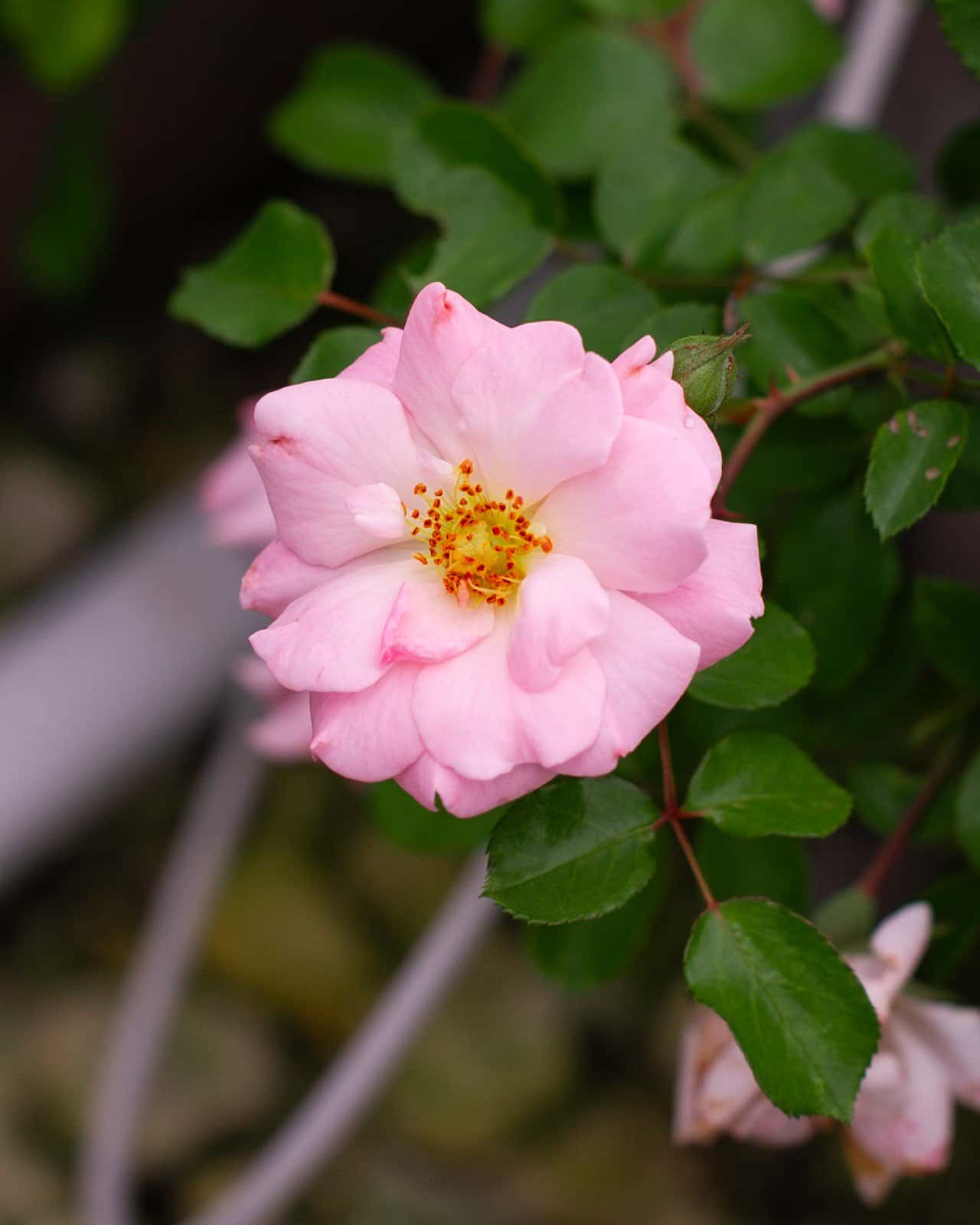 Blushing Drift Rose - Image 1