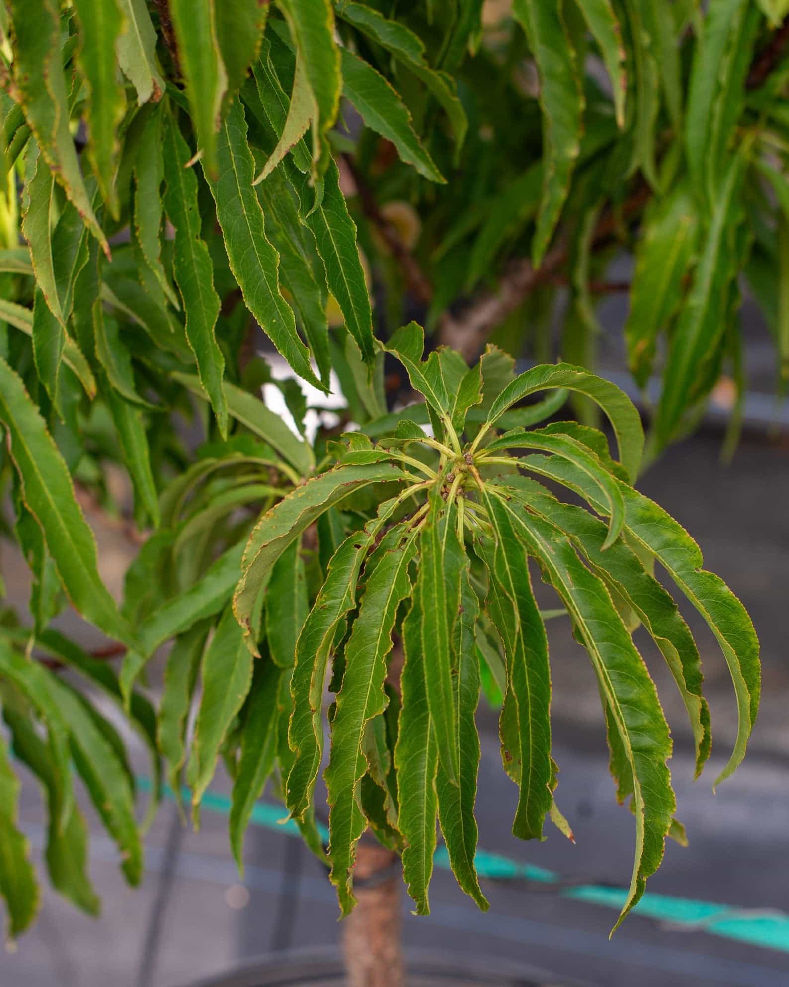 Bonanza Dwarf Peach - view 2