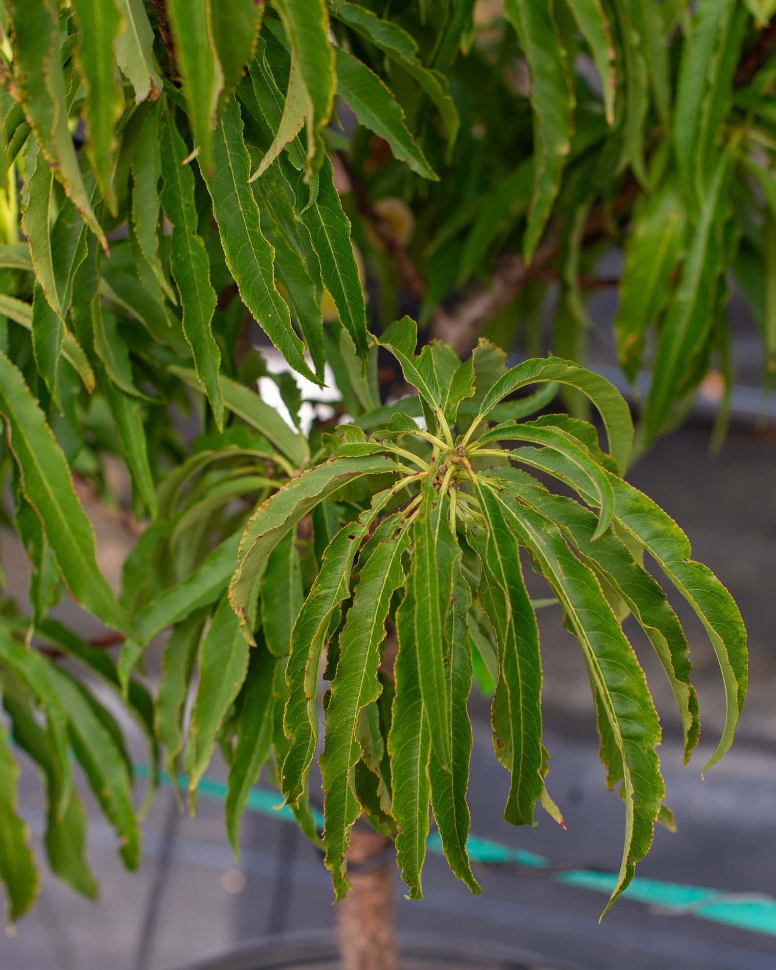 Bonanza Dwarf Peach - Image 3