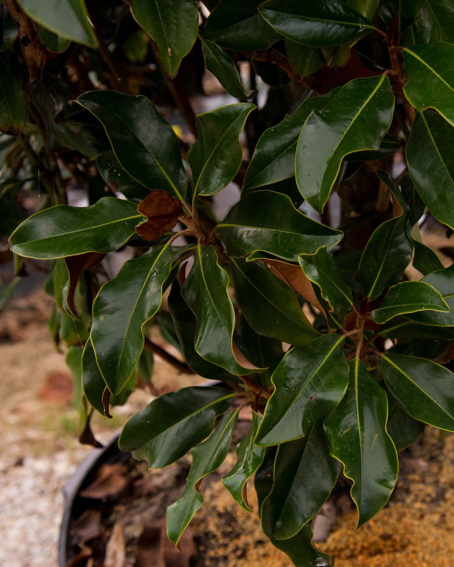 Bracken Brown Beauty Magnolia - Image 5
