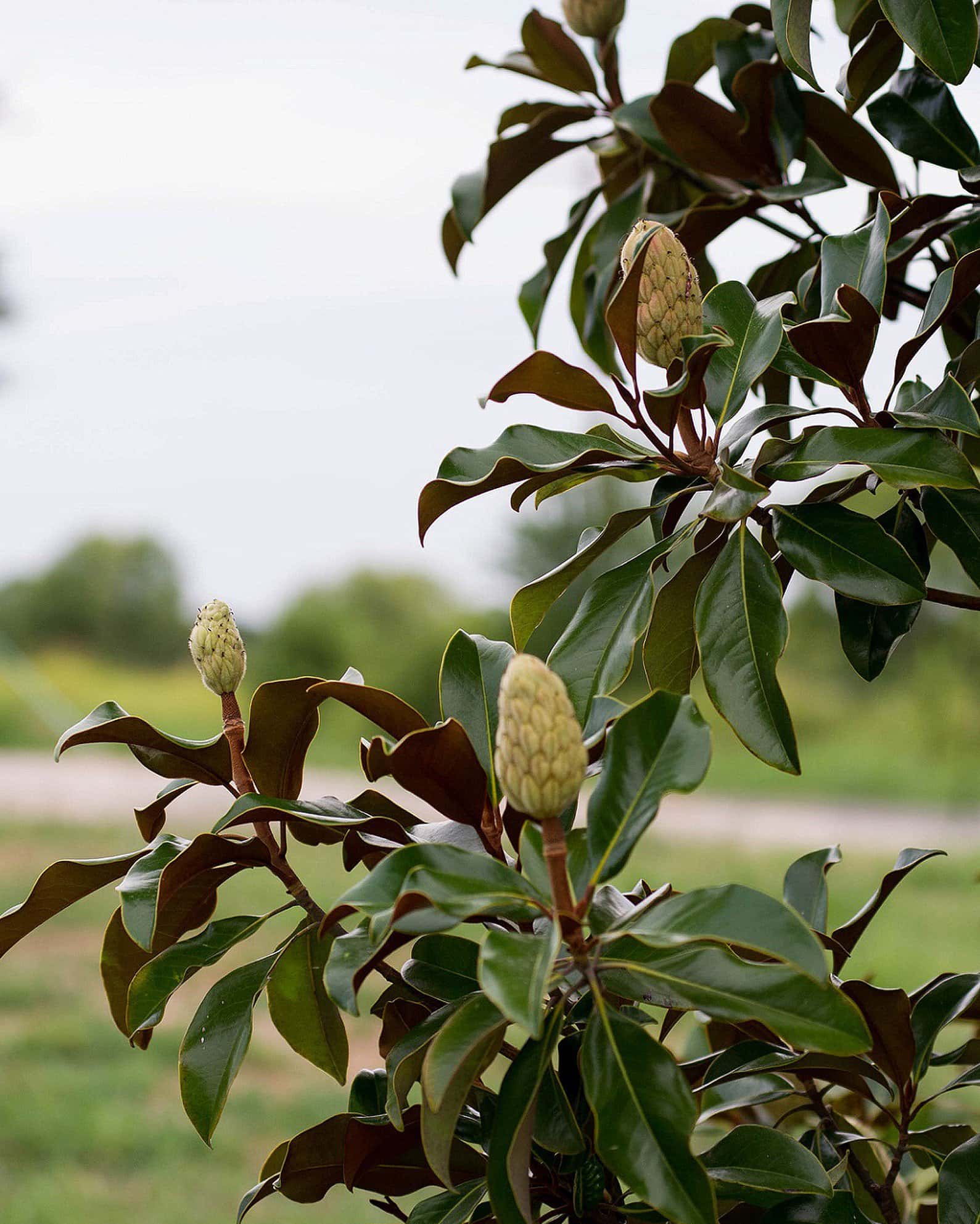 Bracken Brown Beauty Magnolia - Image 1