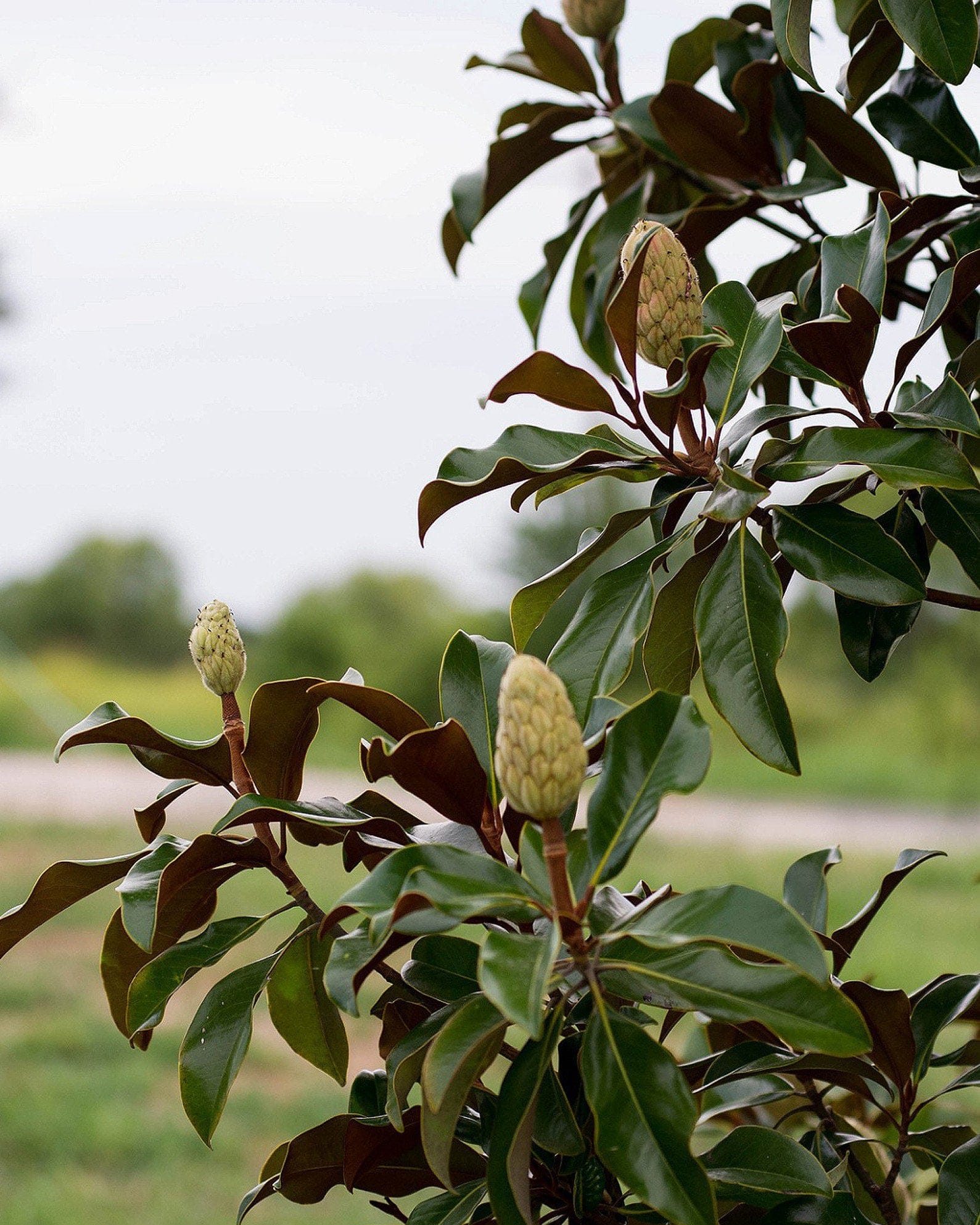 Bracken Brown Beauty Magnolia - view 2