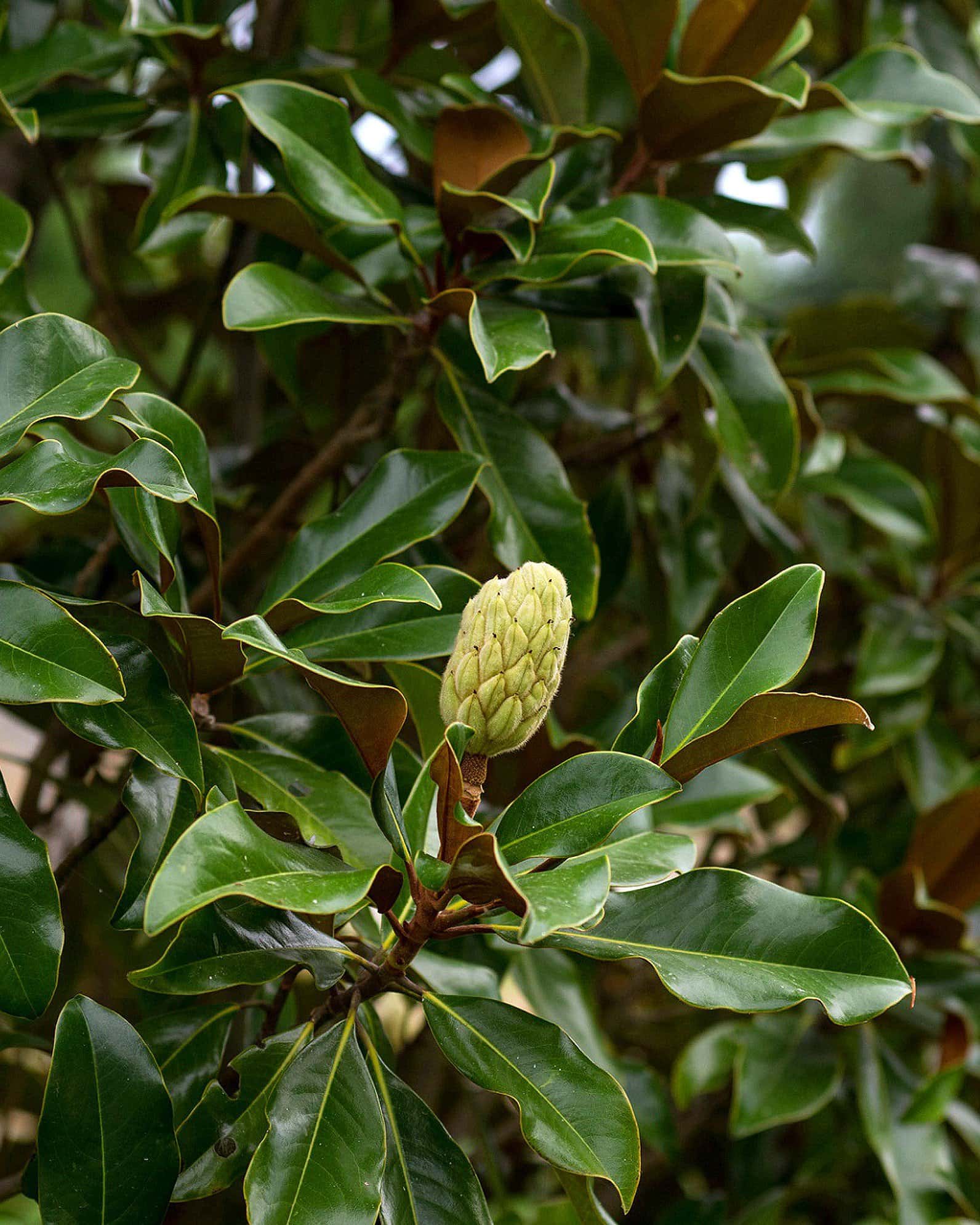 Bracken Brown Beauty Magnolia - Image 2