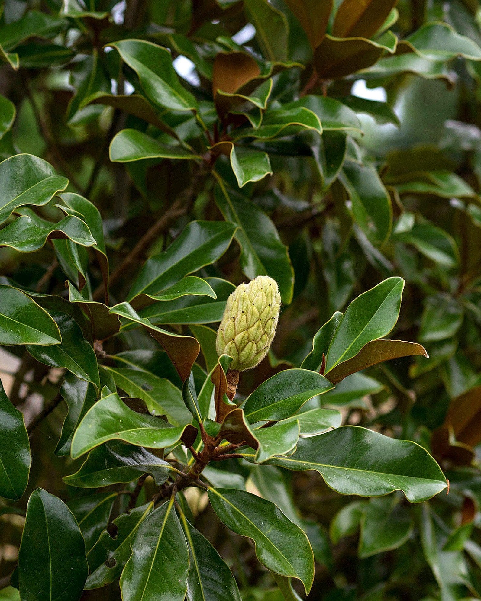 Bracken Brown Beauty Magnolia - view 3