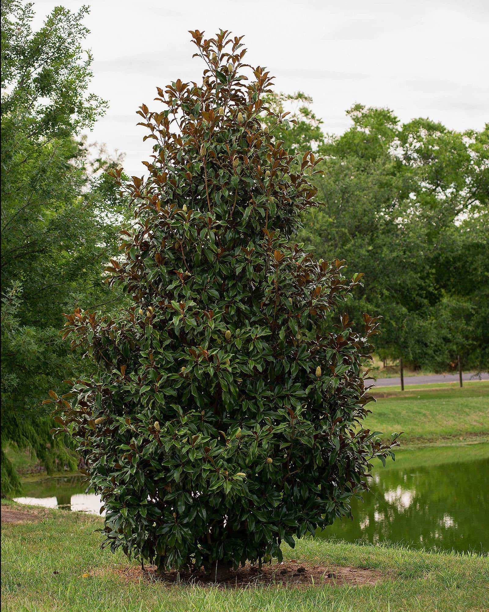 Bracken Brown Beauty Magnolia - Image 4
