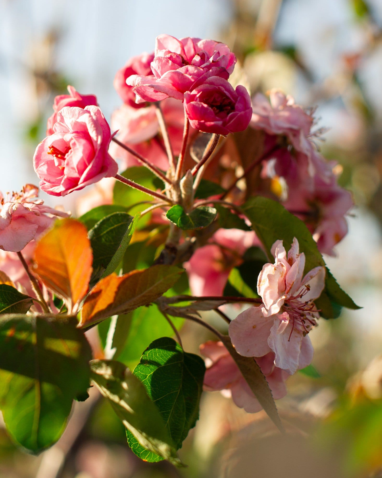 Brandywine Crabapple