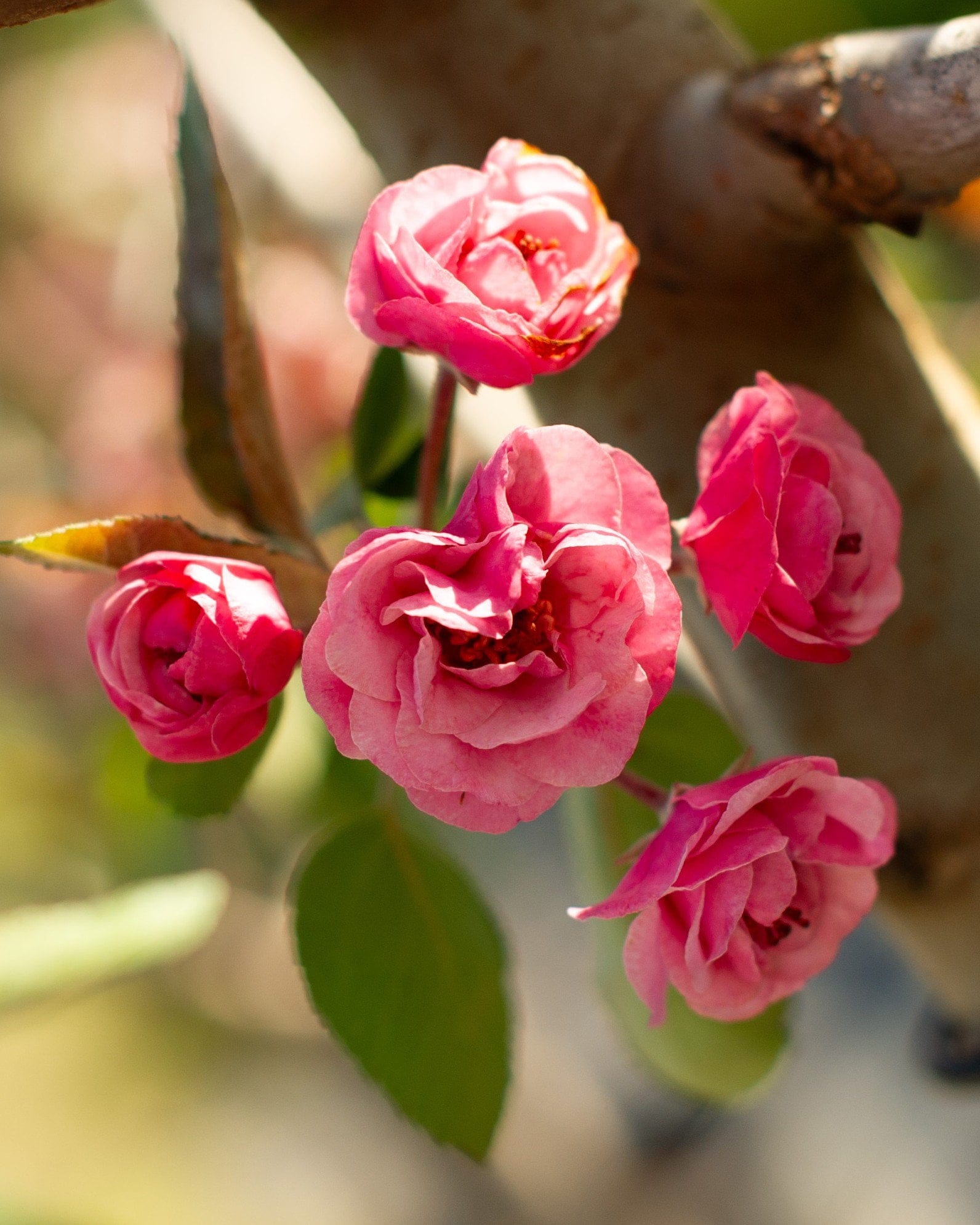 Brandywine Crabapple - view 2