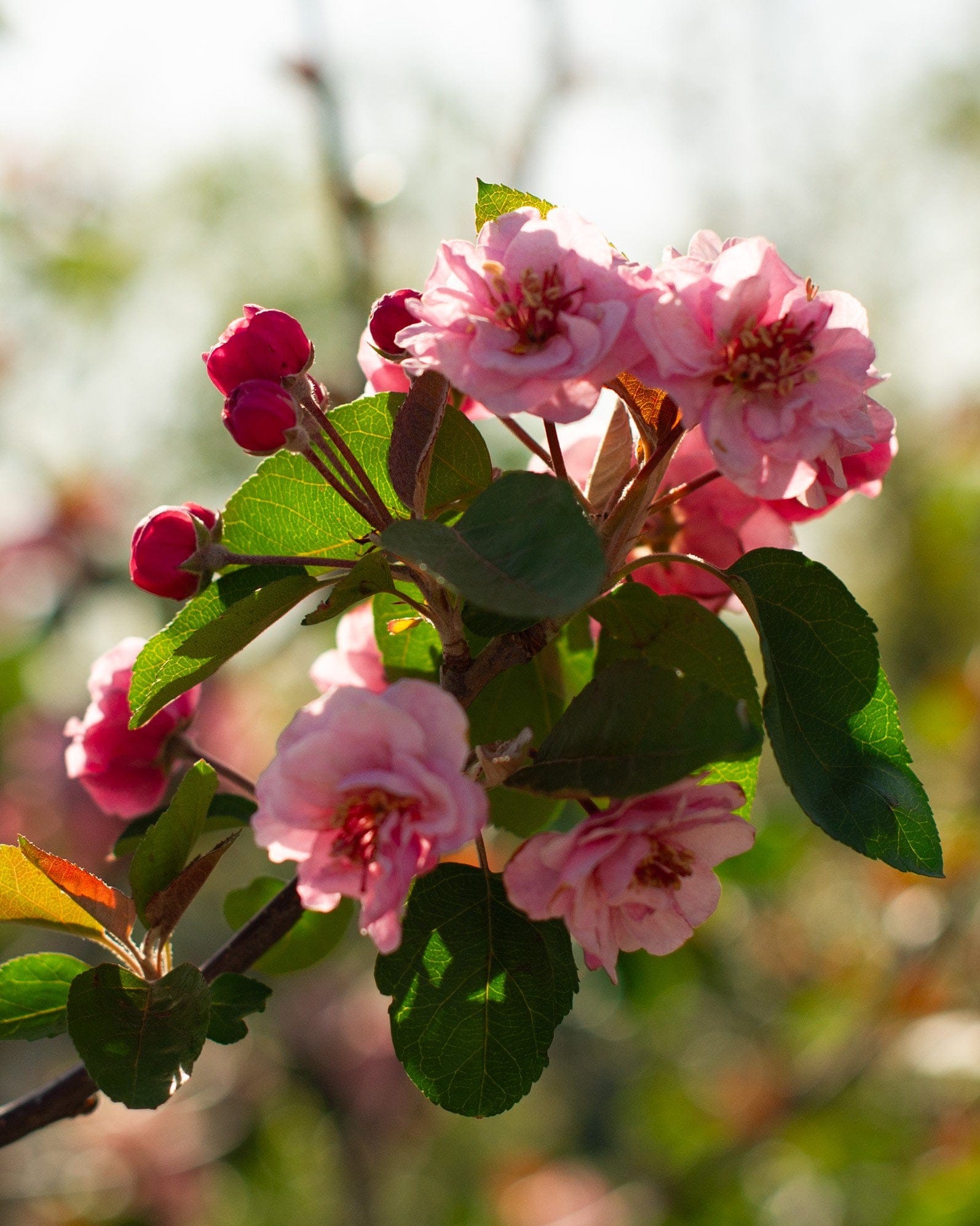 Brandywine Crabapple - view 3