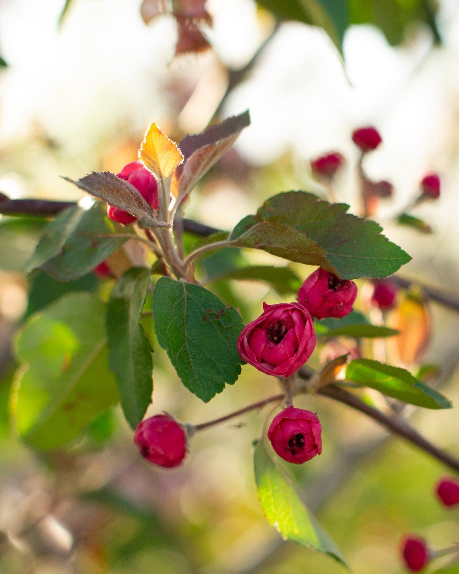 Brandywine Crabapple - view 4