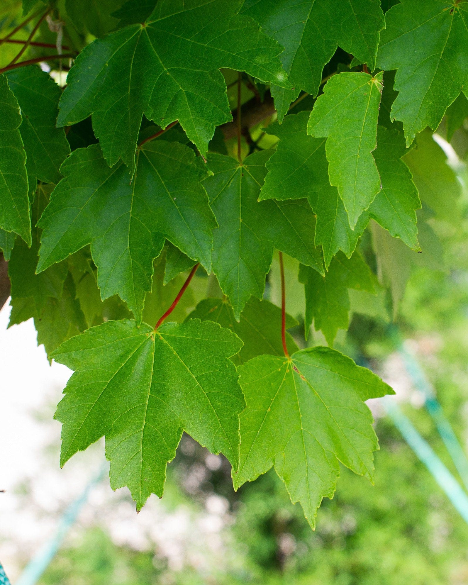 Brandywine Maple - view 2
