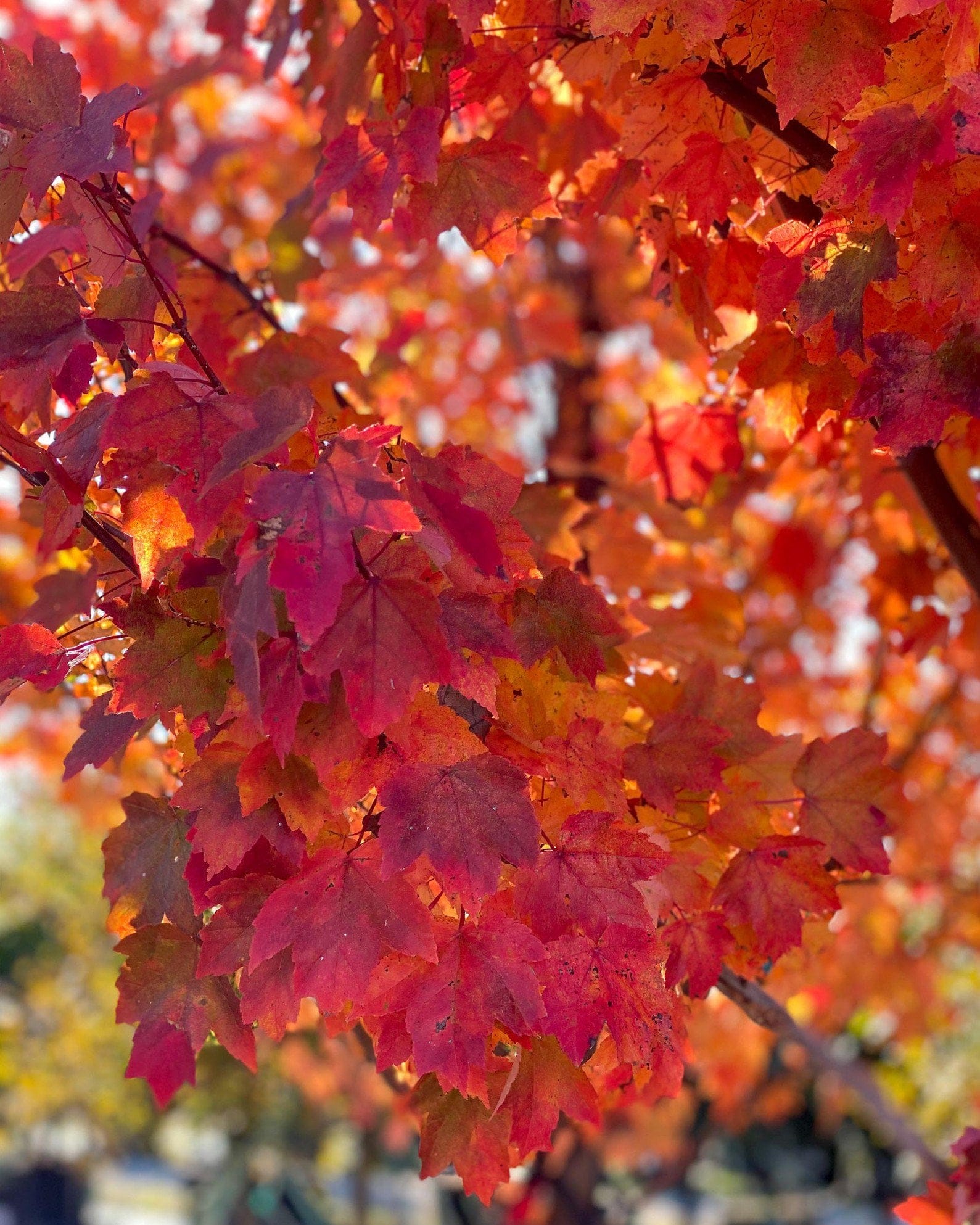 Brandywine Maple - view 3