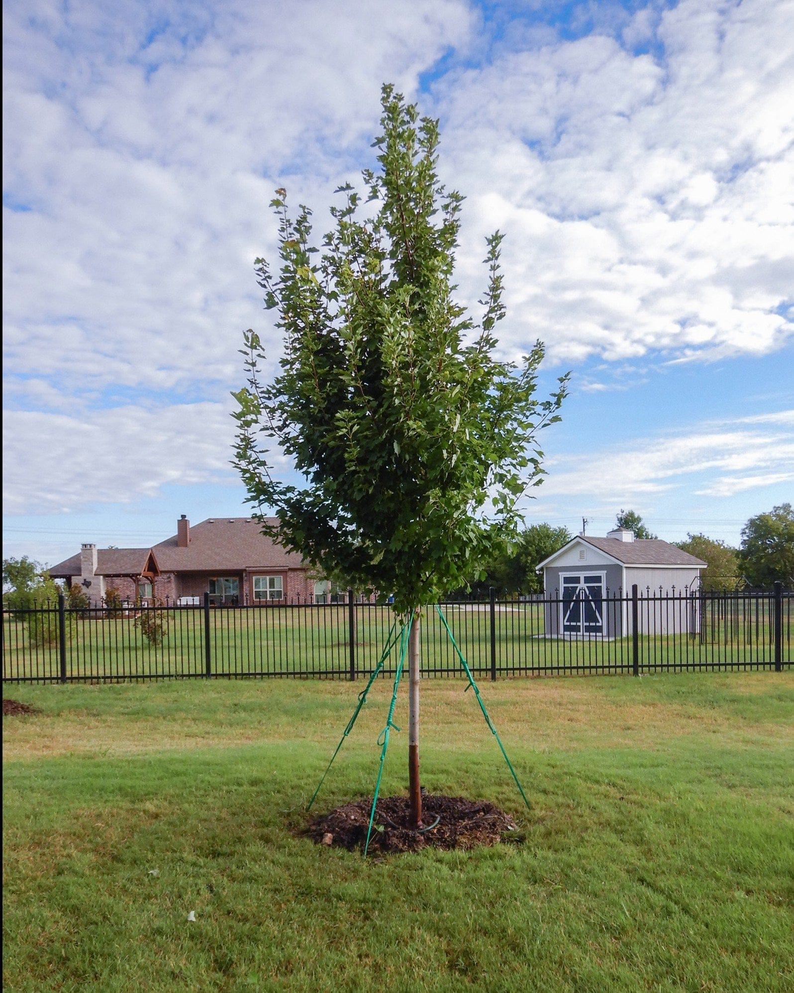 Brandywine Maple - view 4