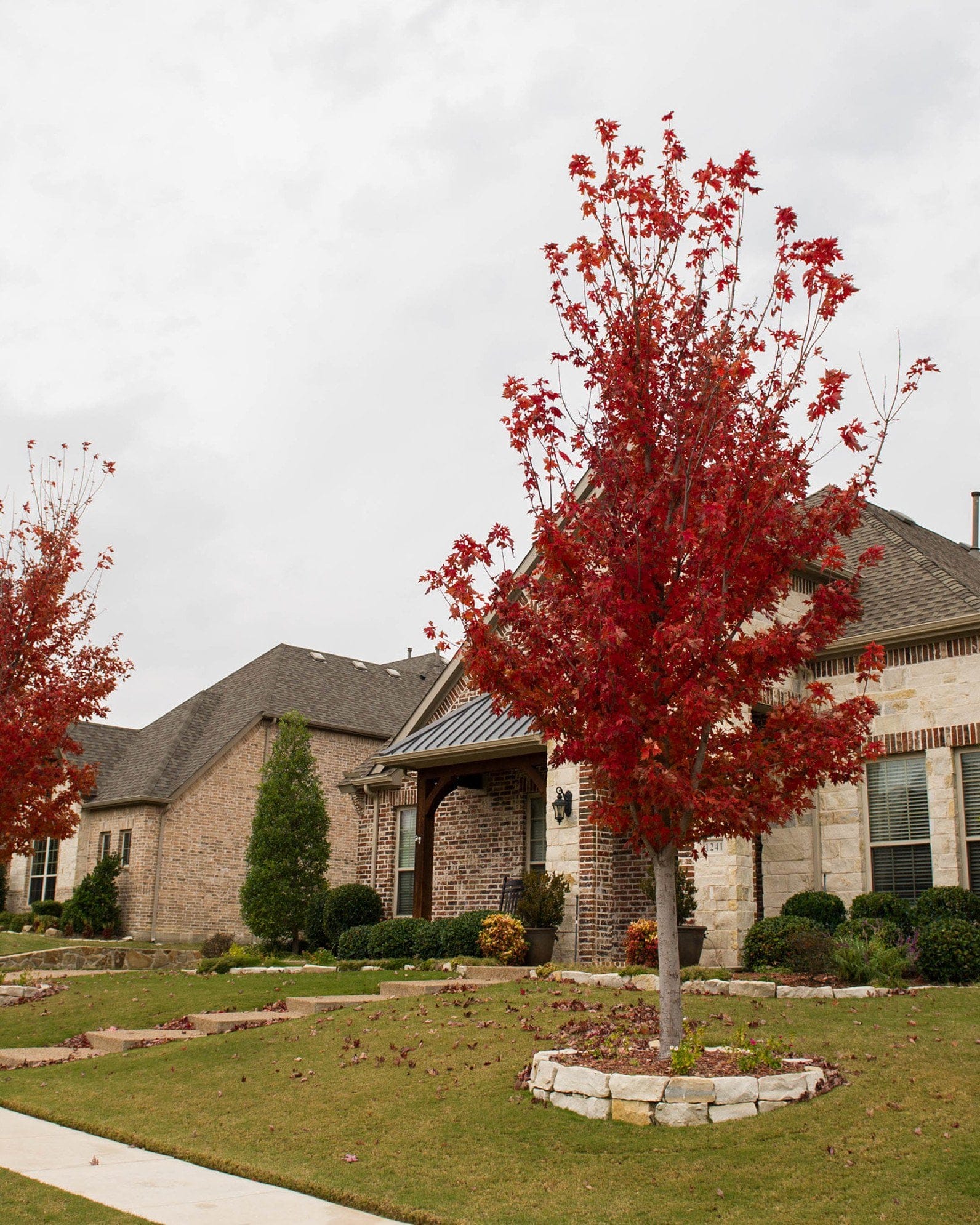 Brandywine Maple - view 5