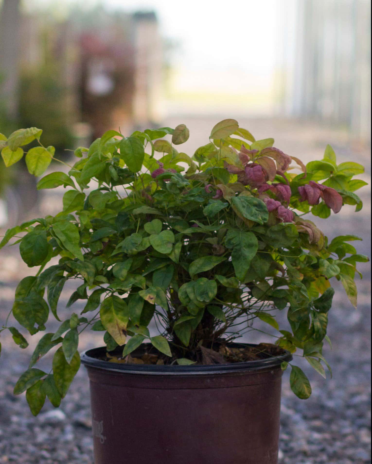 Blush Pink Nandina - Main Image