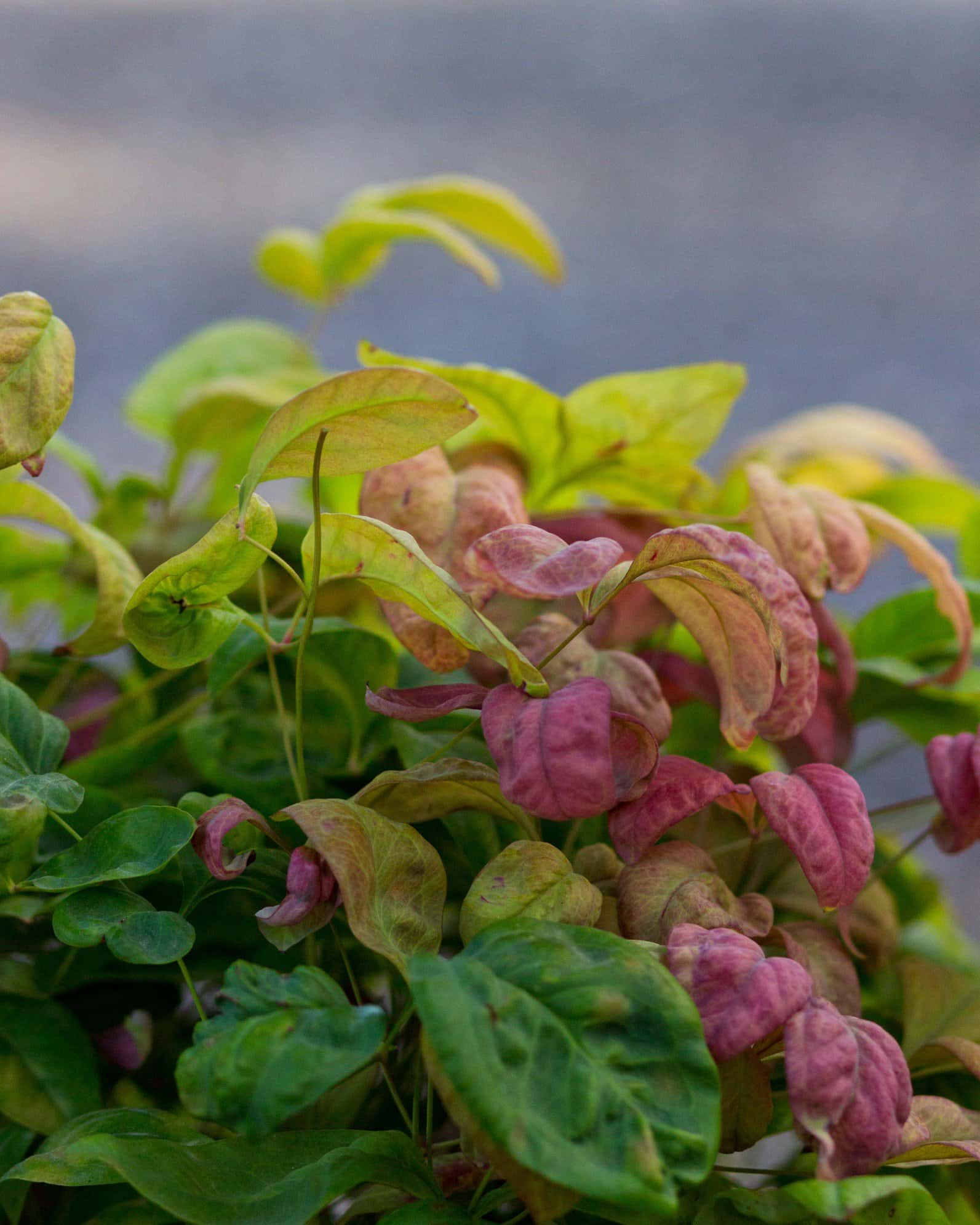 Blush Pink Nandina - Image 1