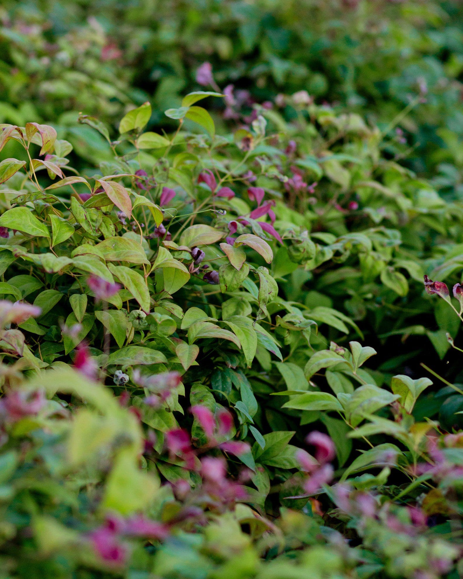 Blush Pink Nandina - view 2