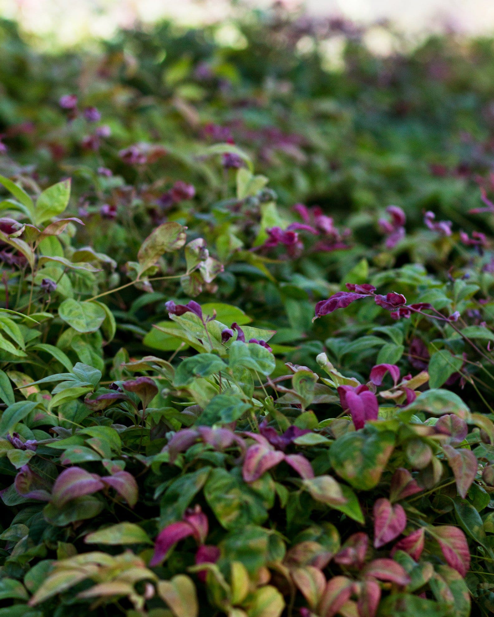 Blush Pink Nandina - view 3