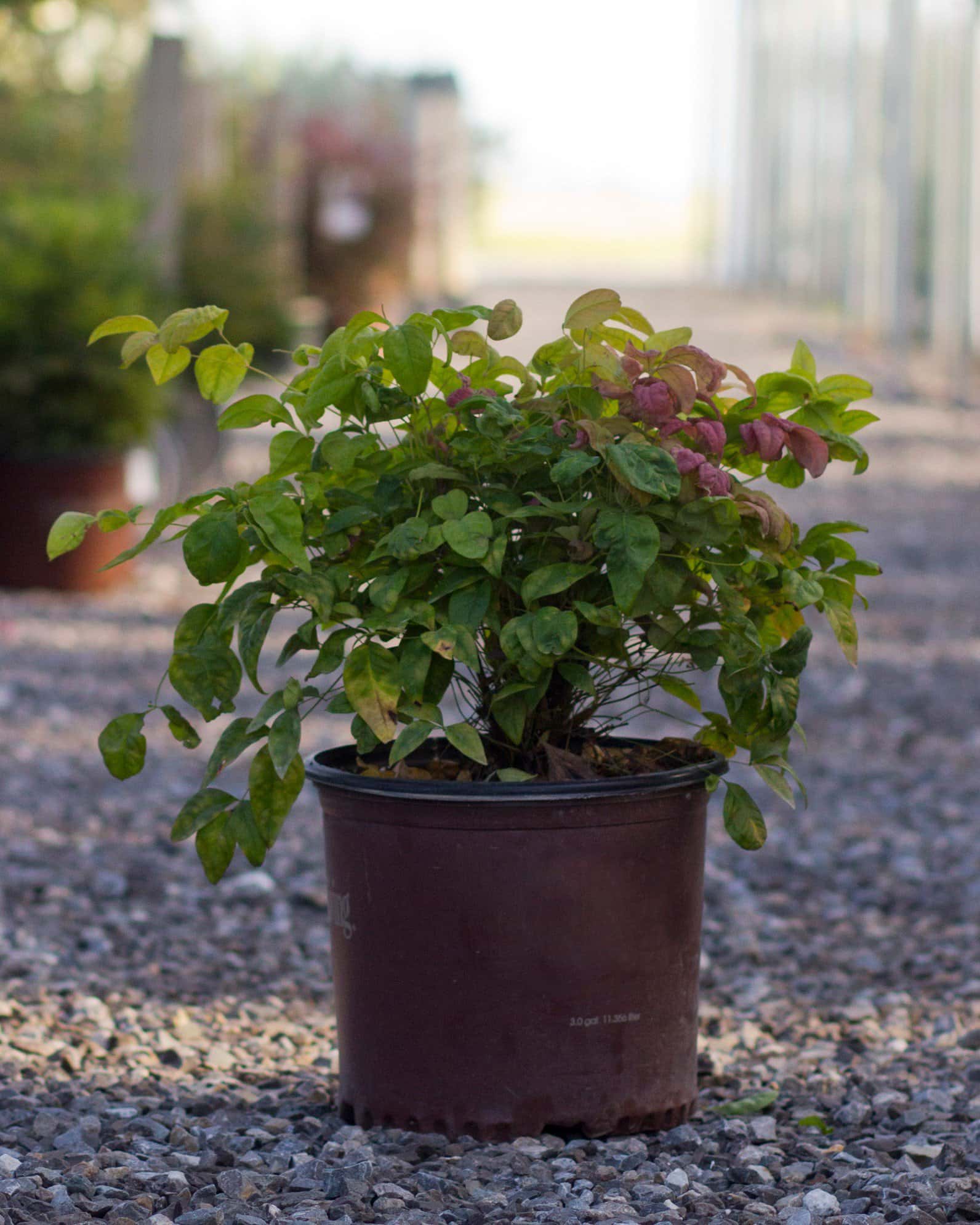 Blush Pink Nandina - Image 6