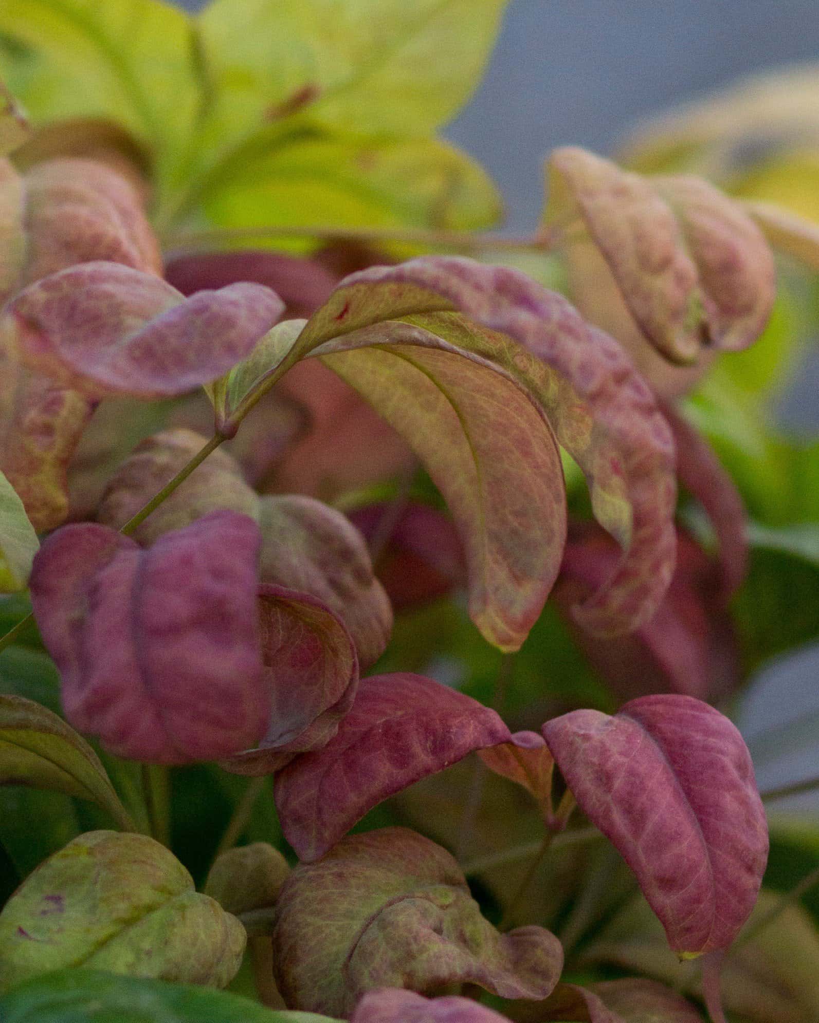 Blush Pink Nandina - Image 5