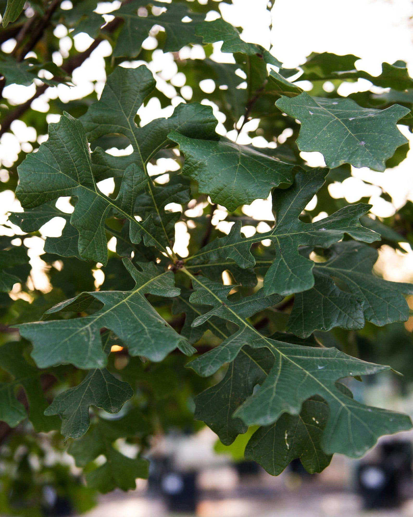 Bur Oak - view 2