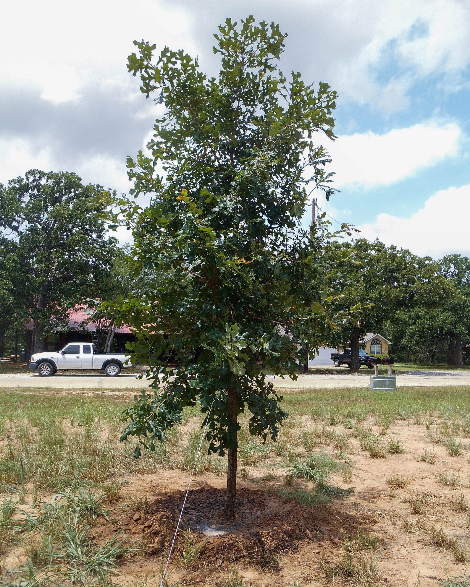 Bur Oak - view 3