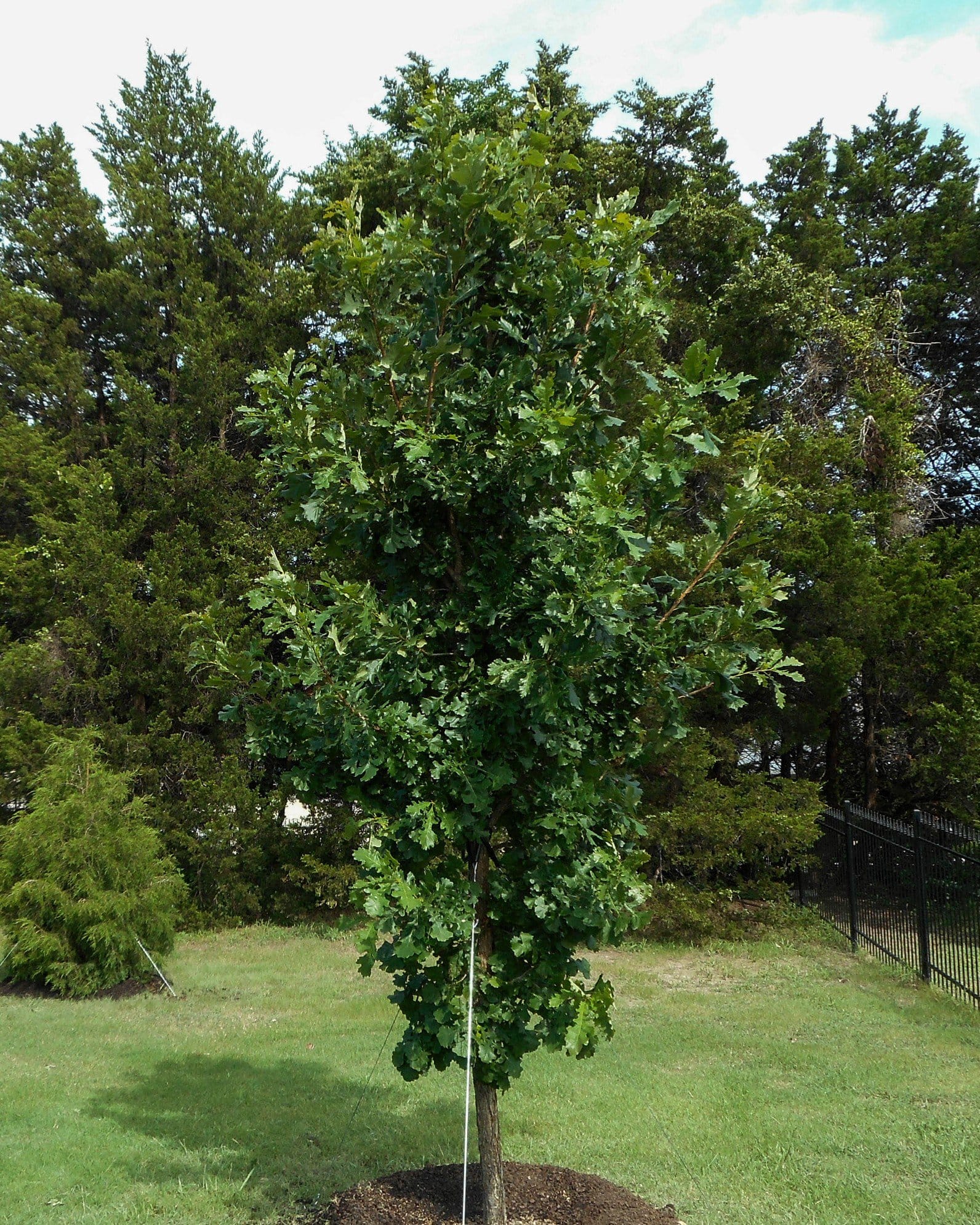 Bur Oak - view 4
