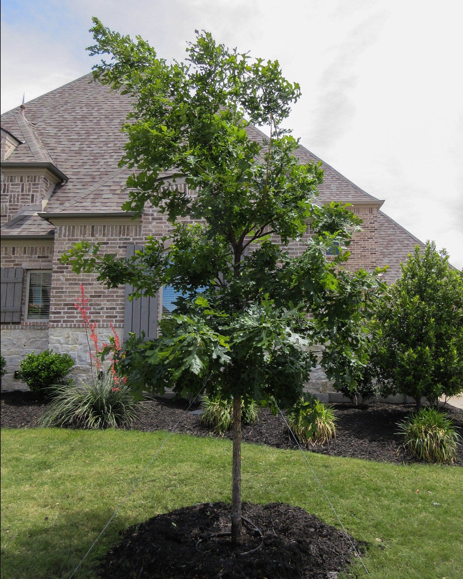 Bur Oak - view 5