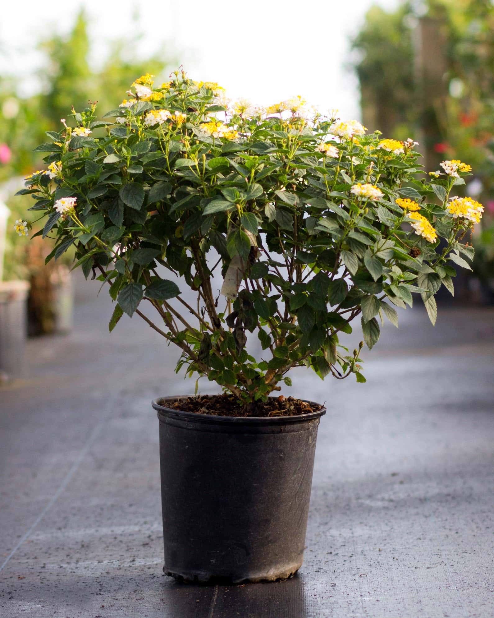 Bandana Lemon Zest Lantana - Image 6