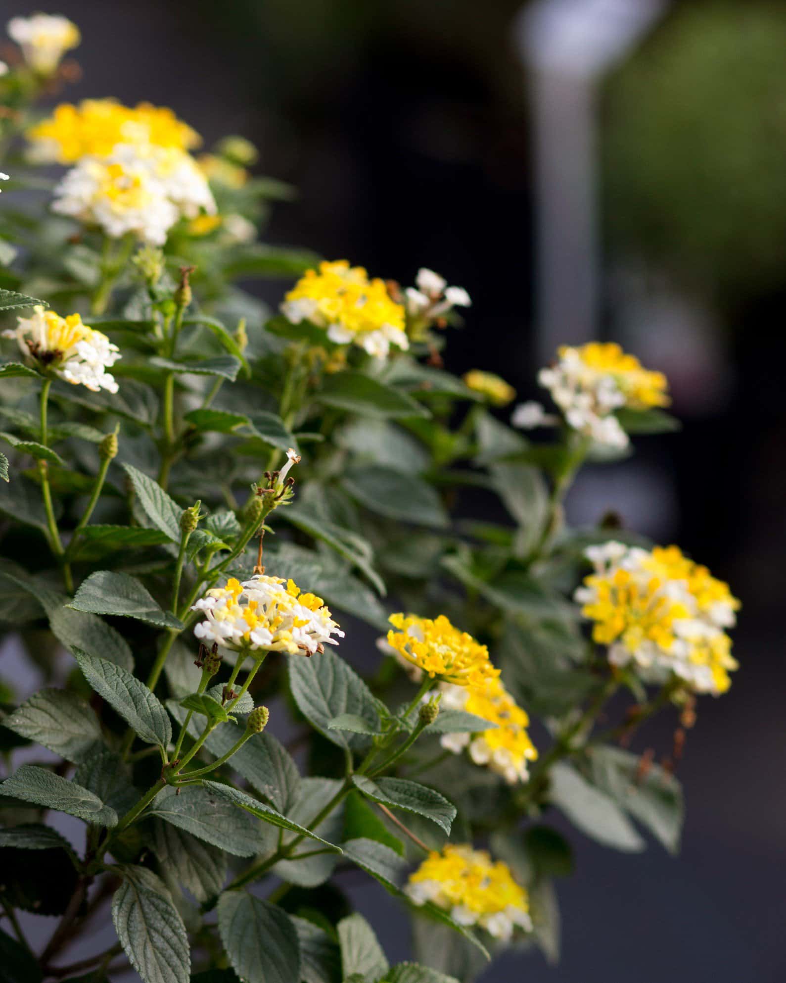 Bandana Lemon Zest Lantana - Image 1