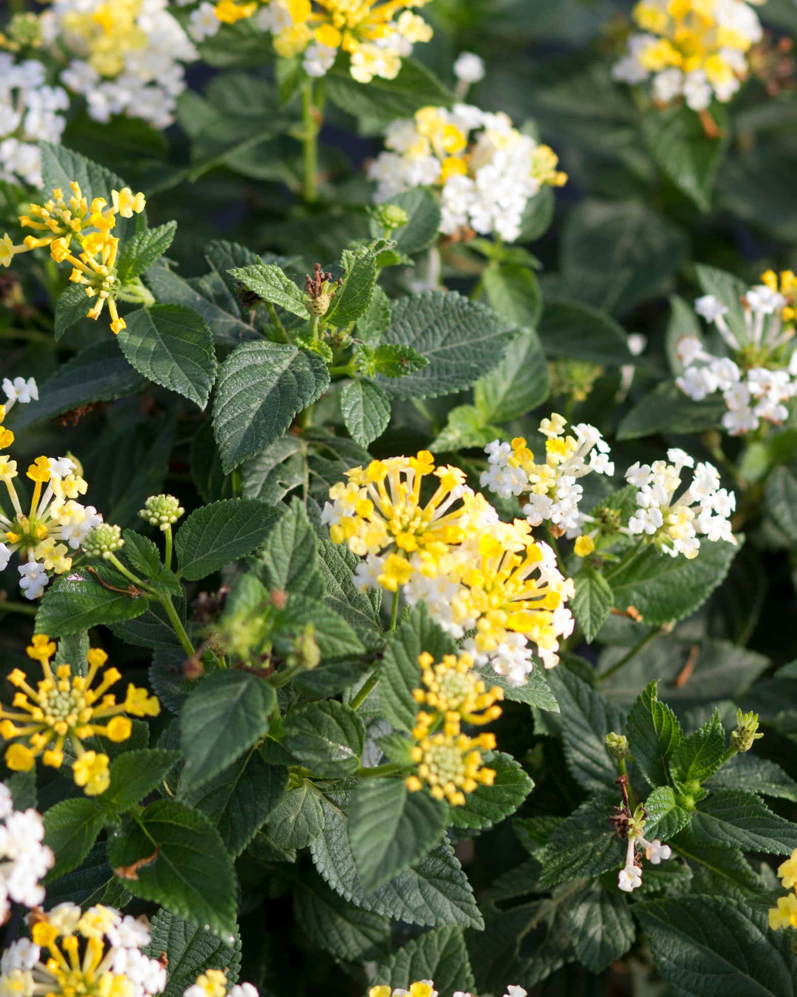 Bandana Lemon Zest Lantana - Image 7
