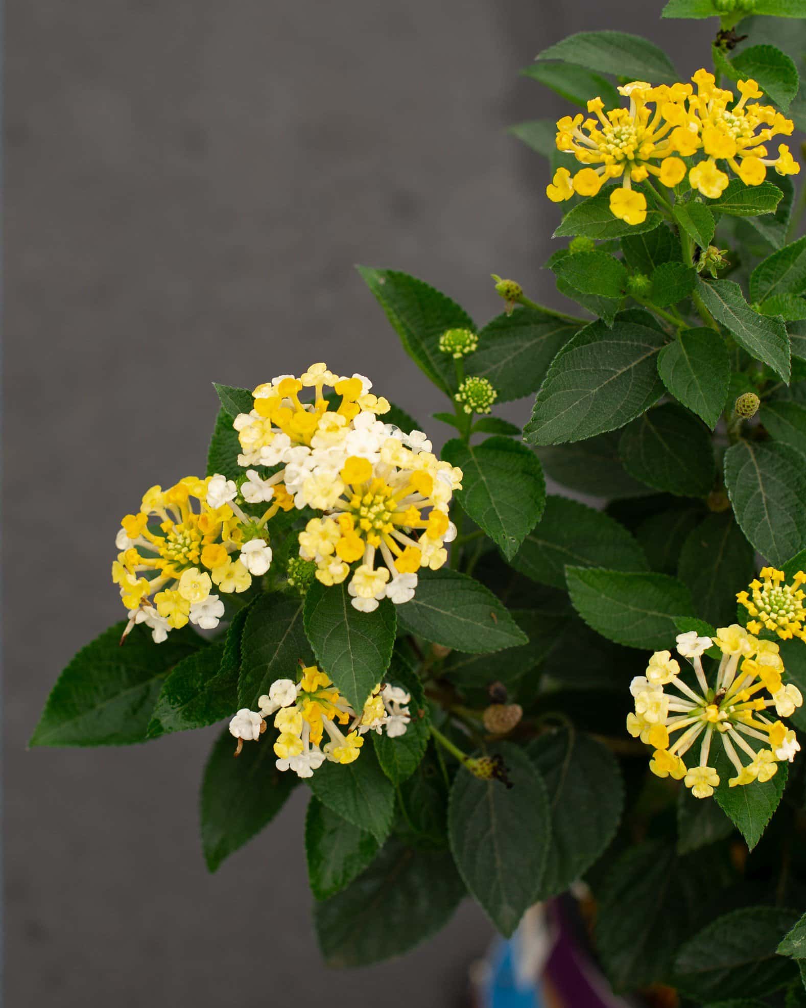 Bandana Lemon Zest Lantana - Image 2
