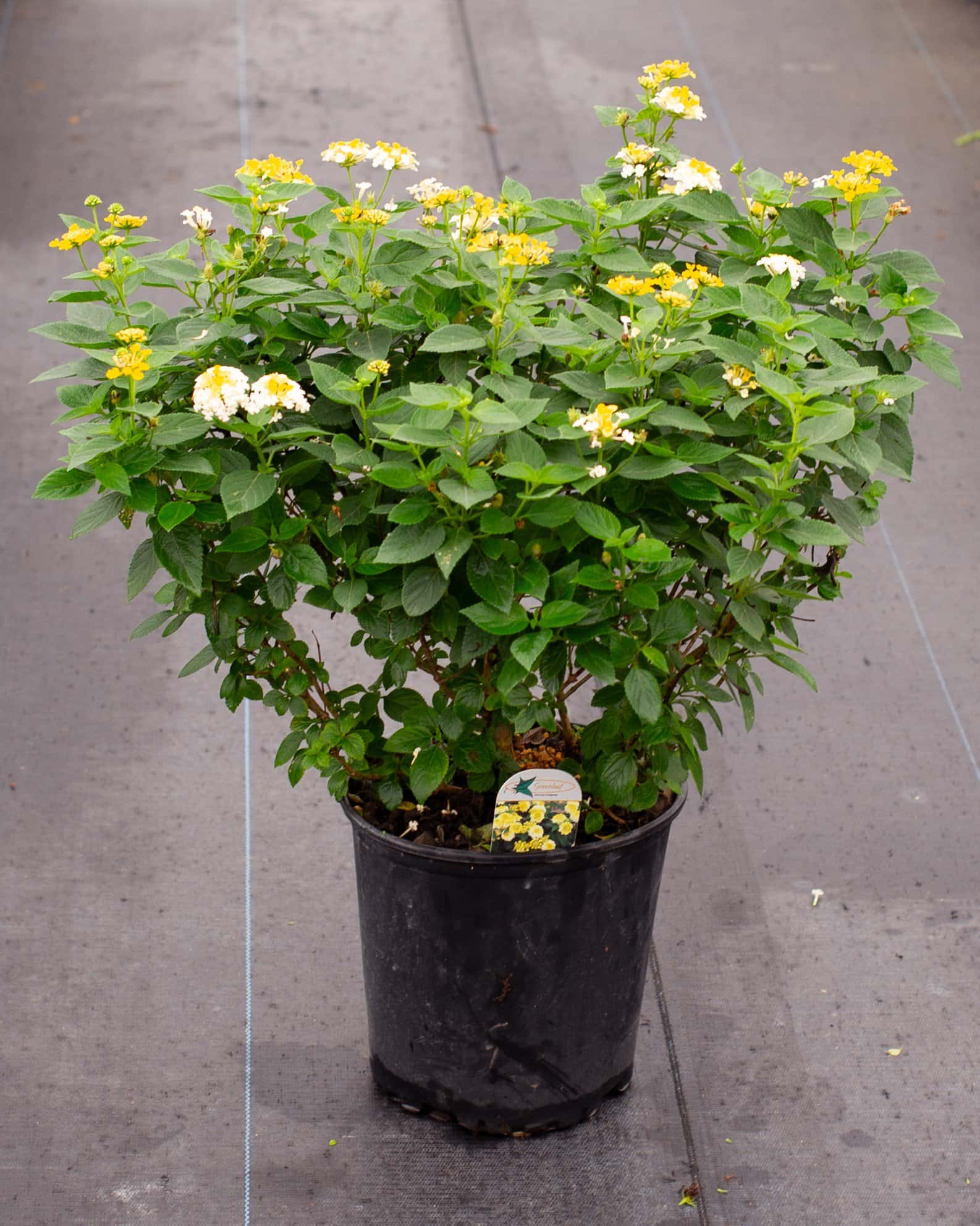 Bandana Lemon Zest Lantana - Image 3