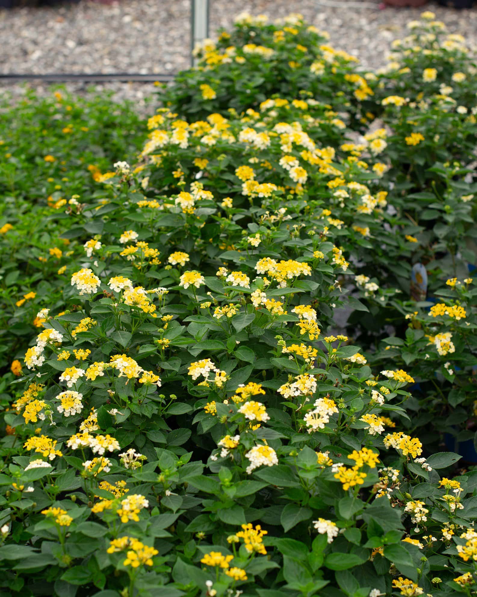 Bandana Lemon Zest Lantana - Image 4