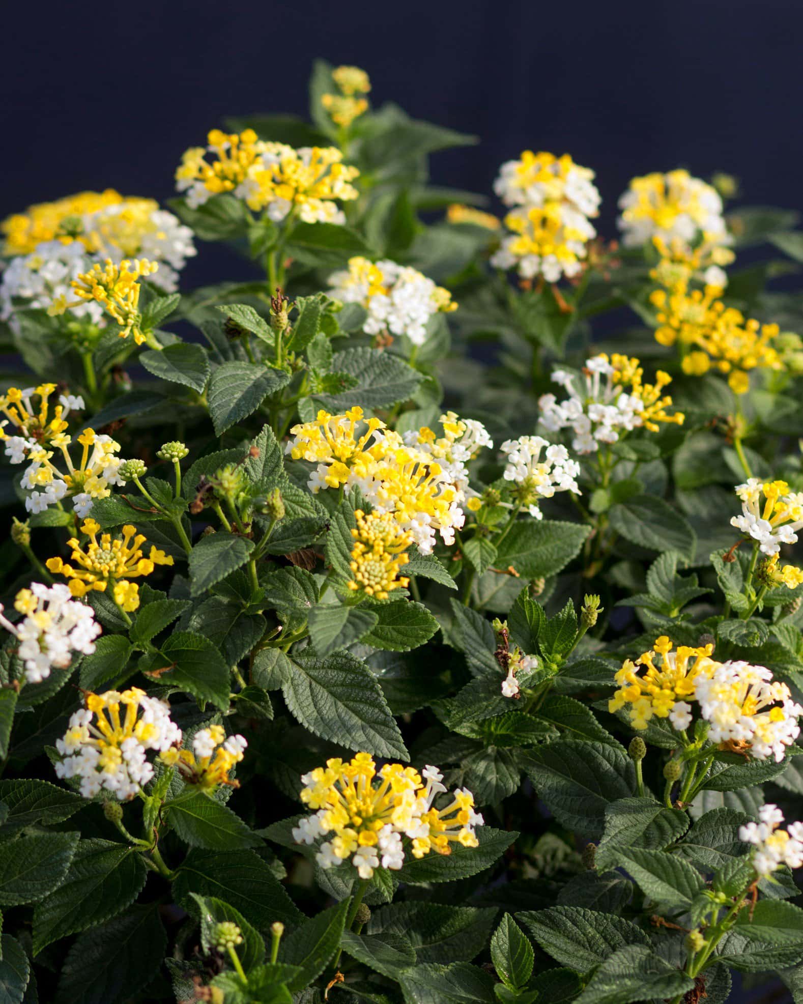 Bandana Lemon Zest Lantana - Image 5