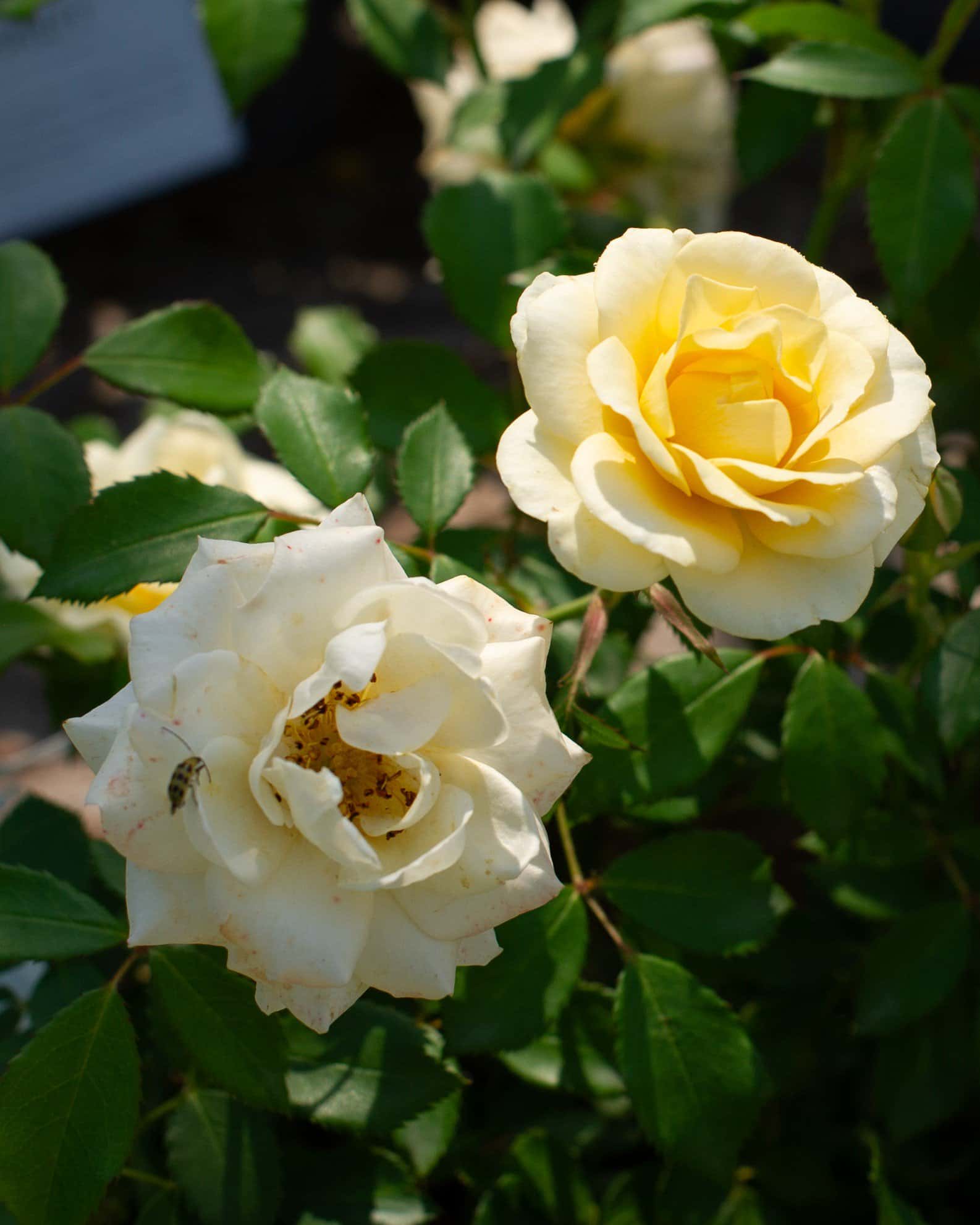 Buttercream Drift Rose - Image 1