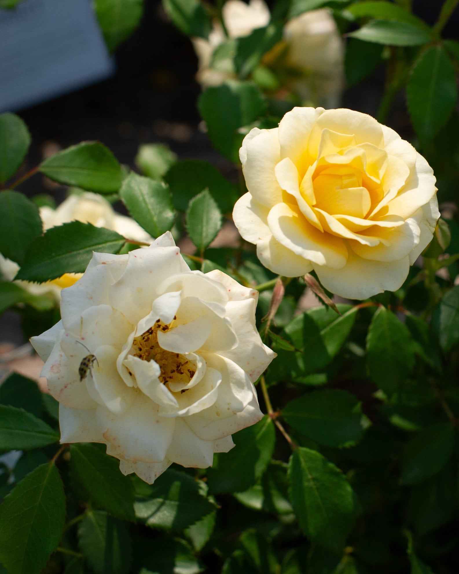 Buttercream Drift Rose - Image 1