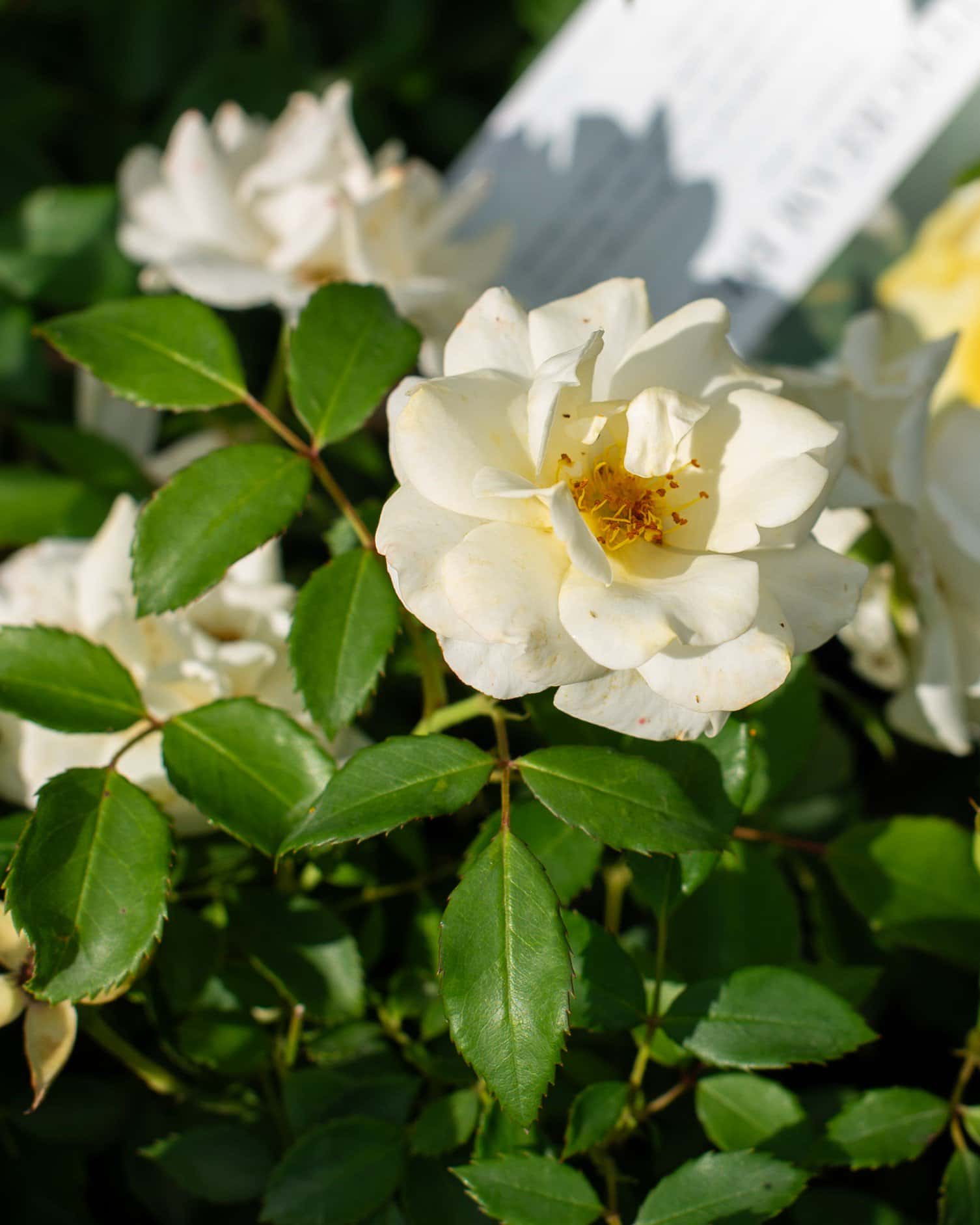 Buttercream Drift Rose - Image 2