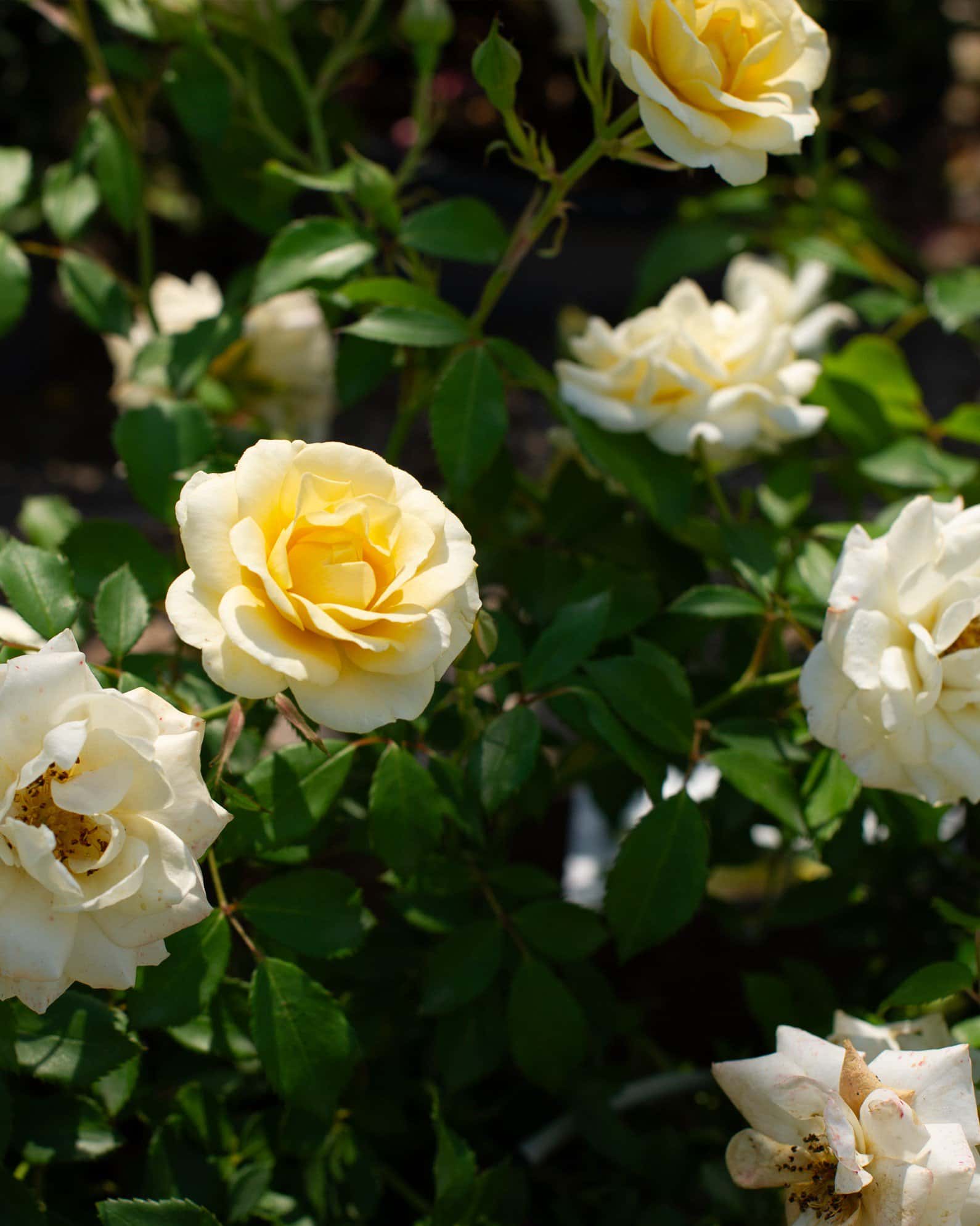 Buttercream Drift Rose - Image 4