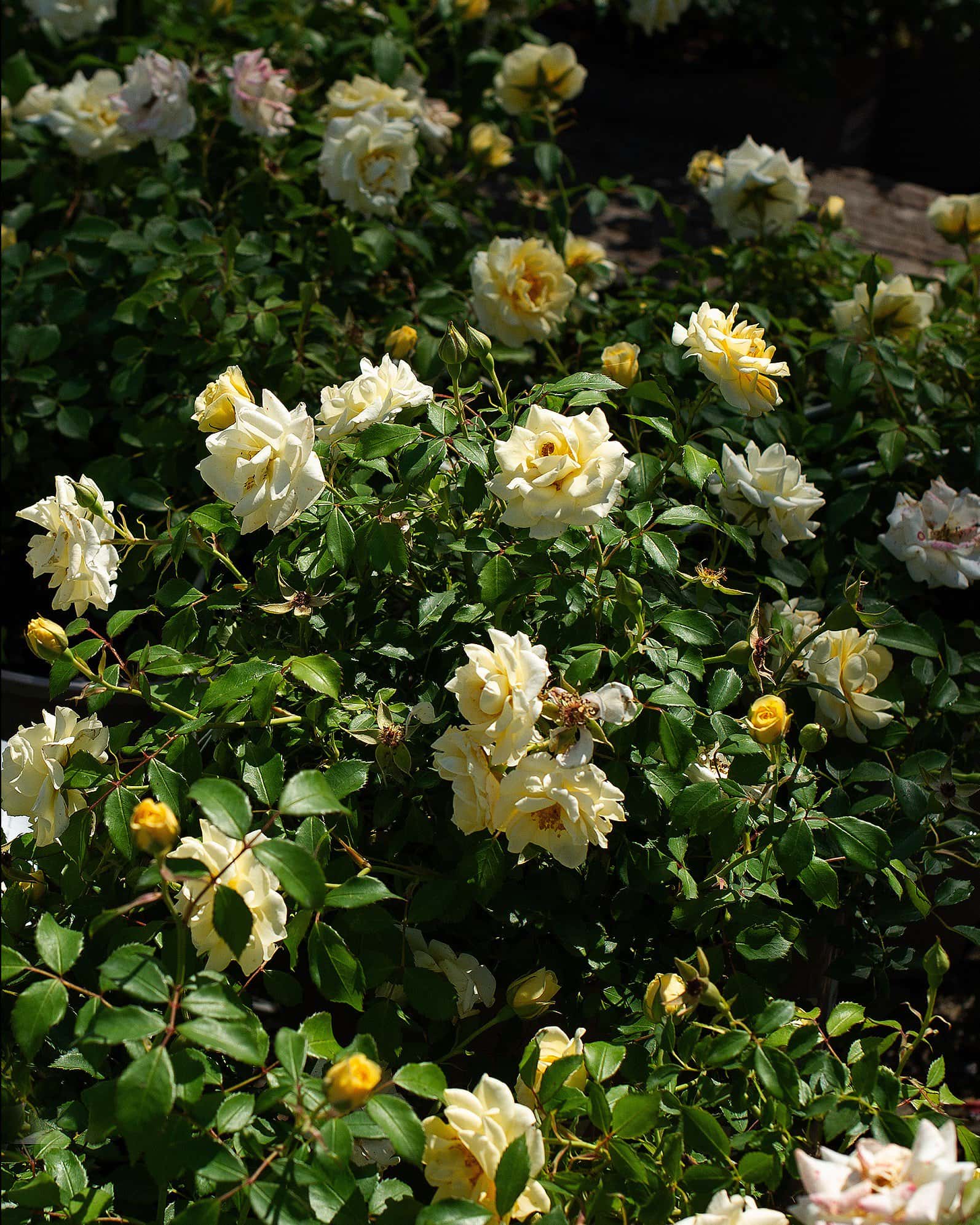 Buttercream Drift Rose - Image 6