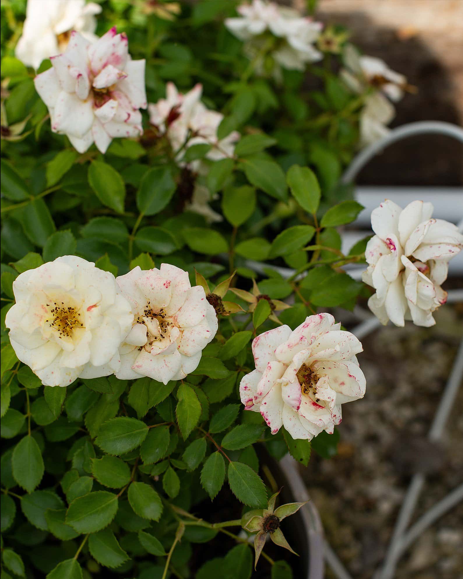 Buttercream Drift Rose - Image 5