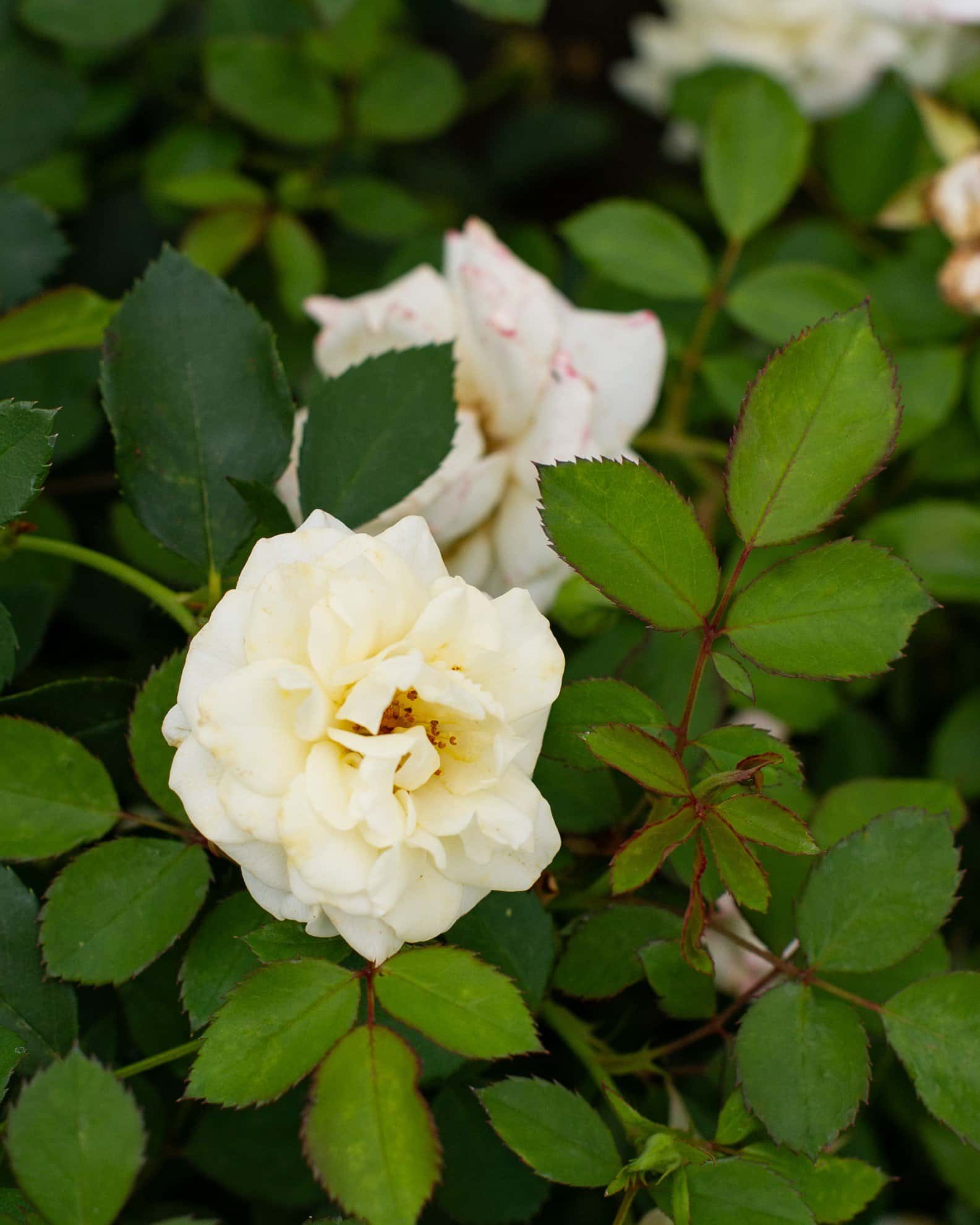 Buttercream Drift Rose - Image 7