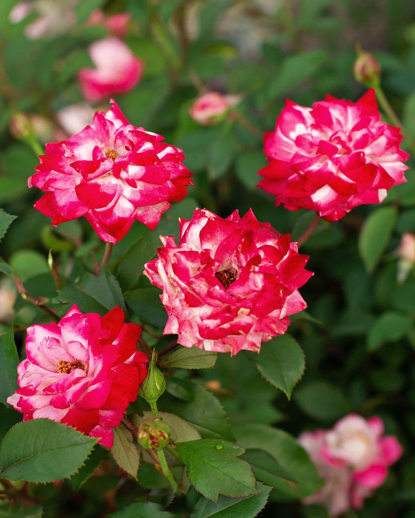 Candy Cane Cocktail Rose - Image 6