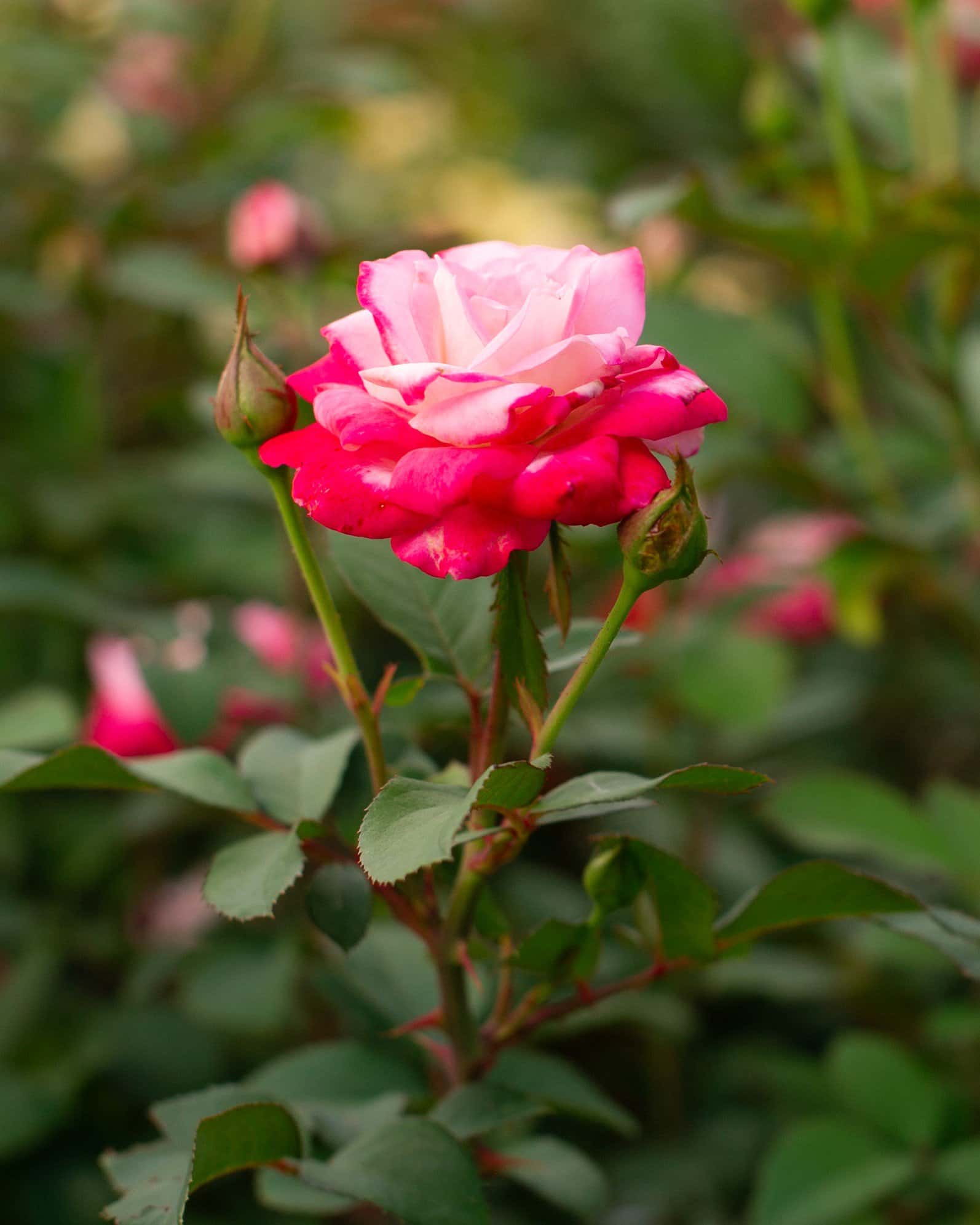 Candy Cane Cocktail Rose - Image 7