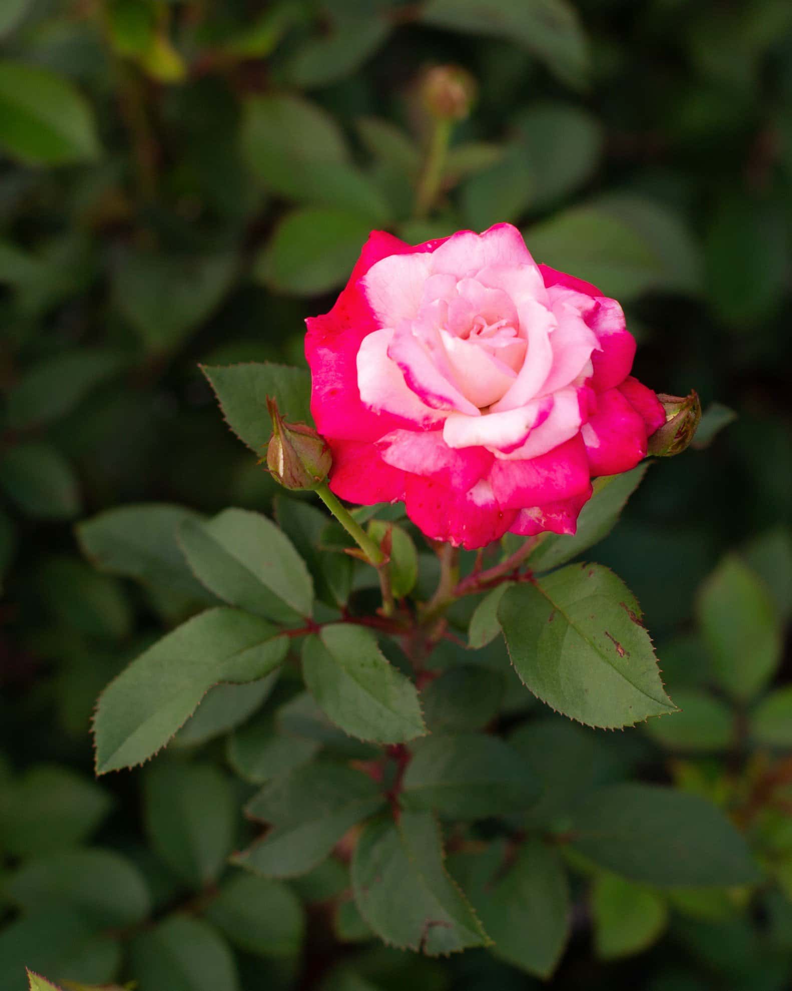 Candy Cane Cocktail Rose - Image 2