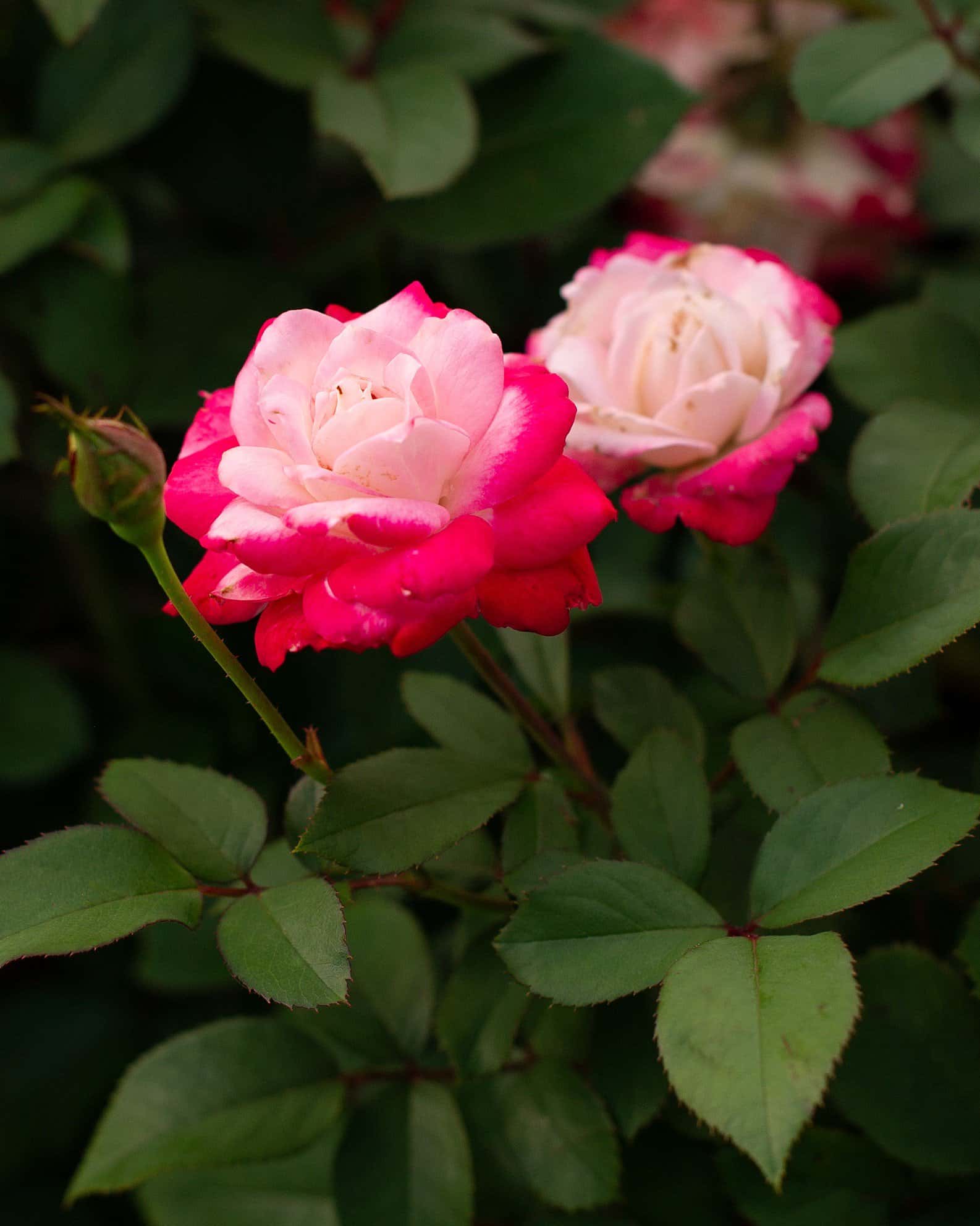 Candy Cane Cocktail Rose - Image 3