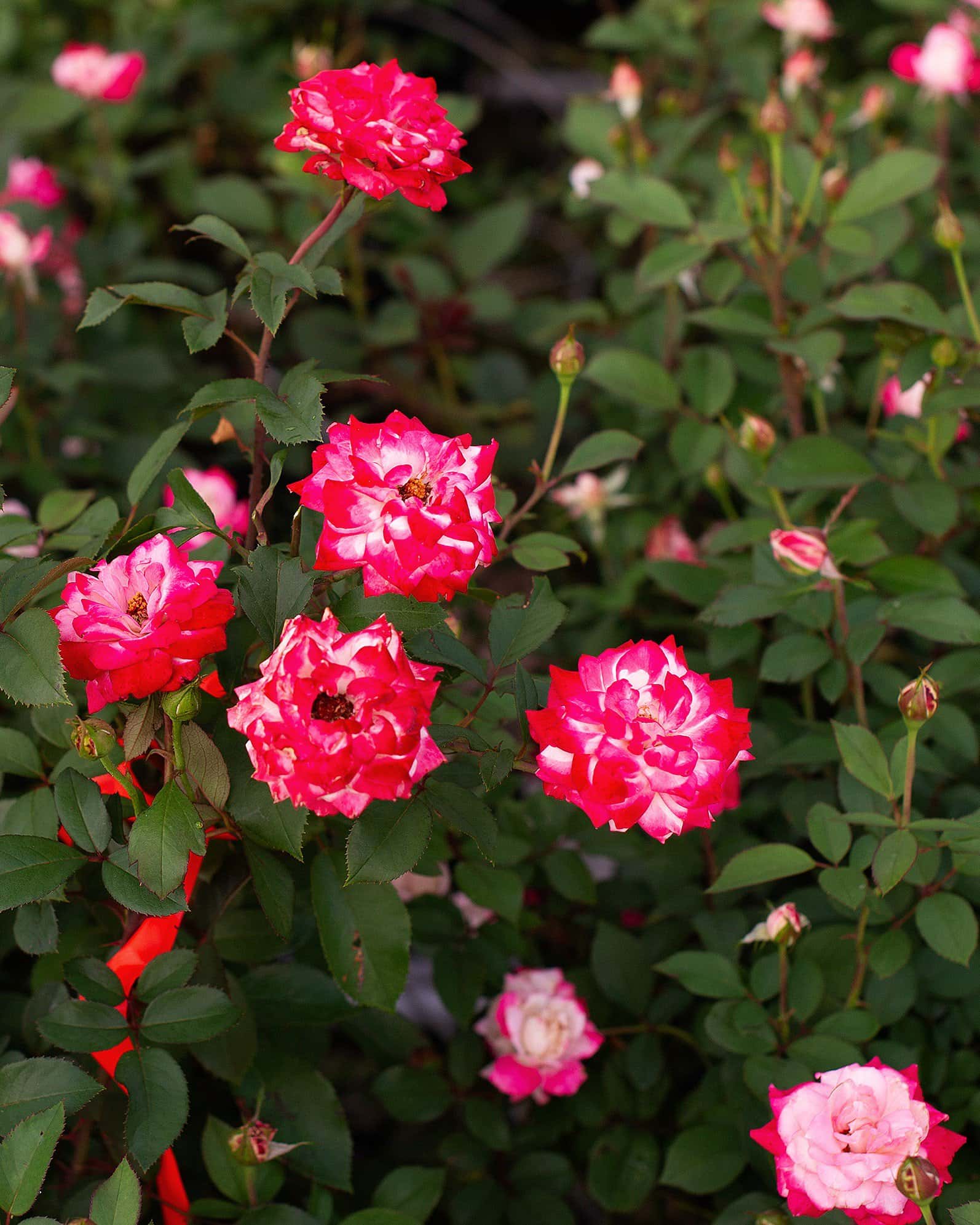 Candy Cane Cocktail Rose - Image 4